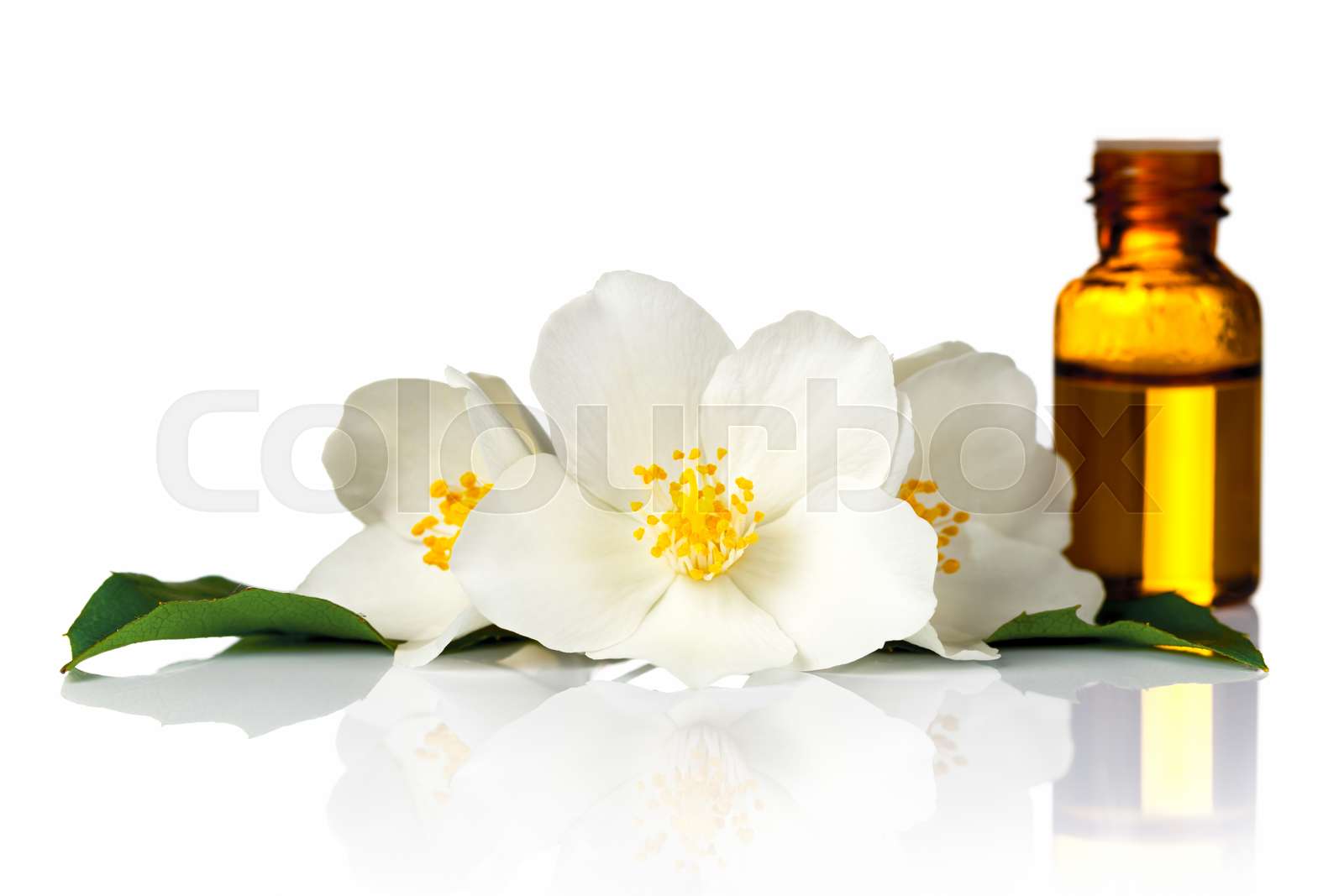 Jasmine Oil Stock image Colourbox