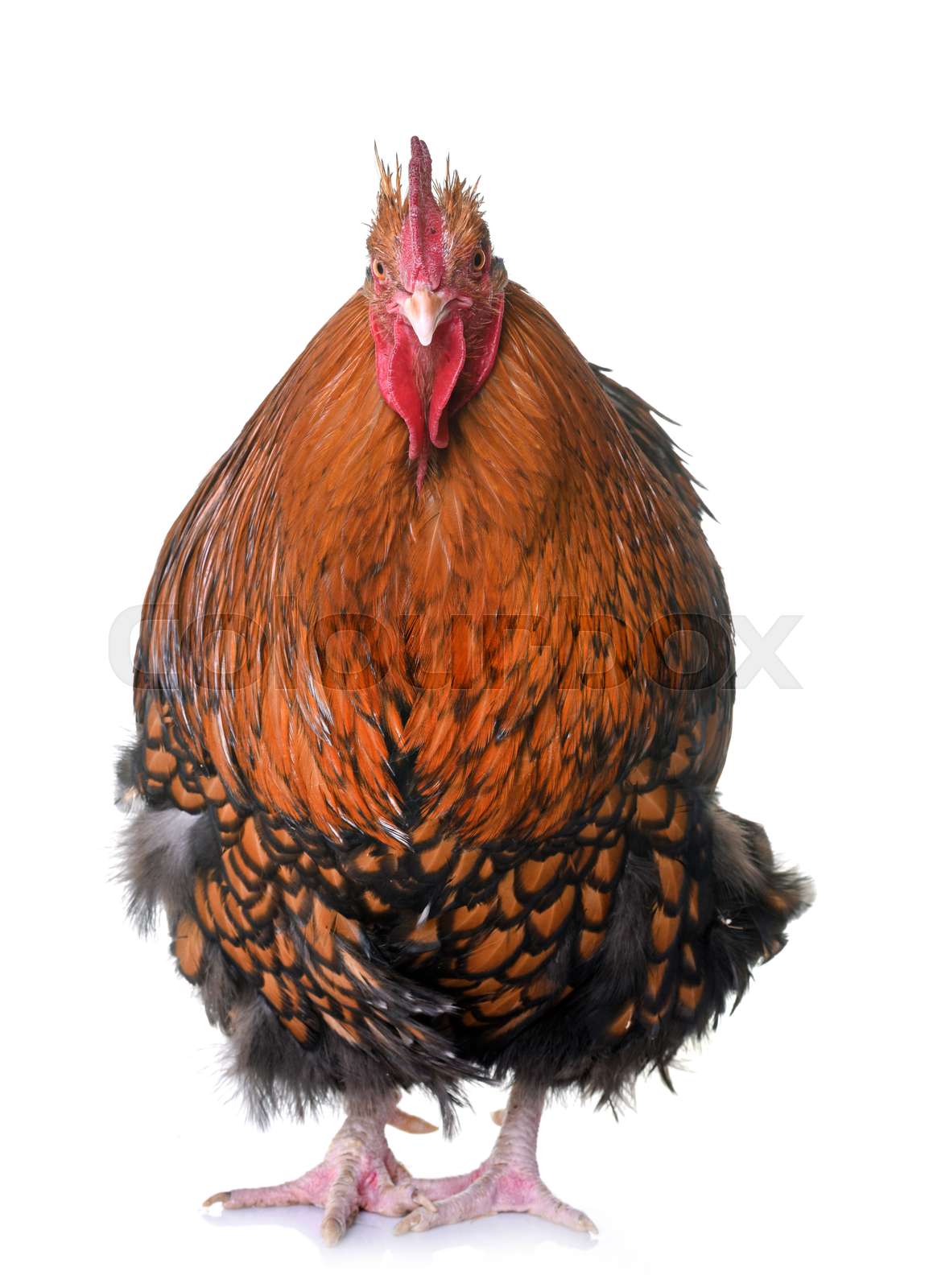 gold laced orpington | Stock image | Colourbox