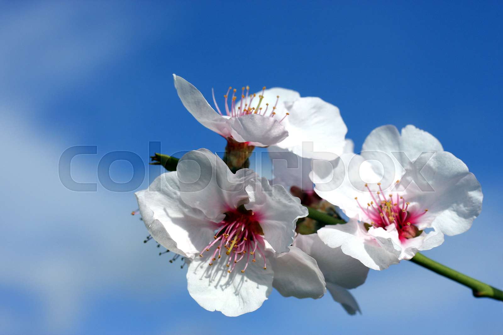 Mandelblüten | Stock Bild | Colourbox