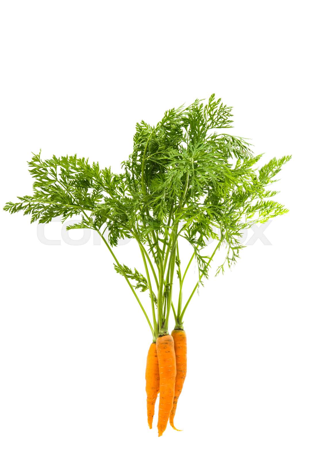 carrots with leaves isolated Stock image Colourbox