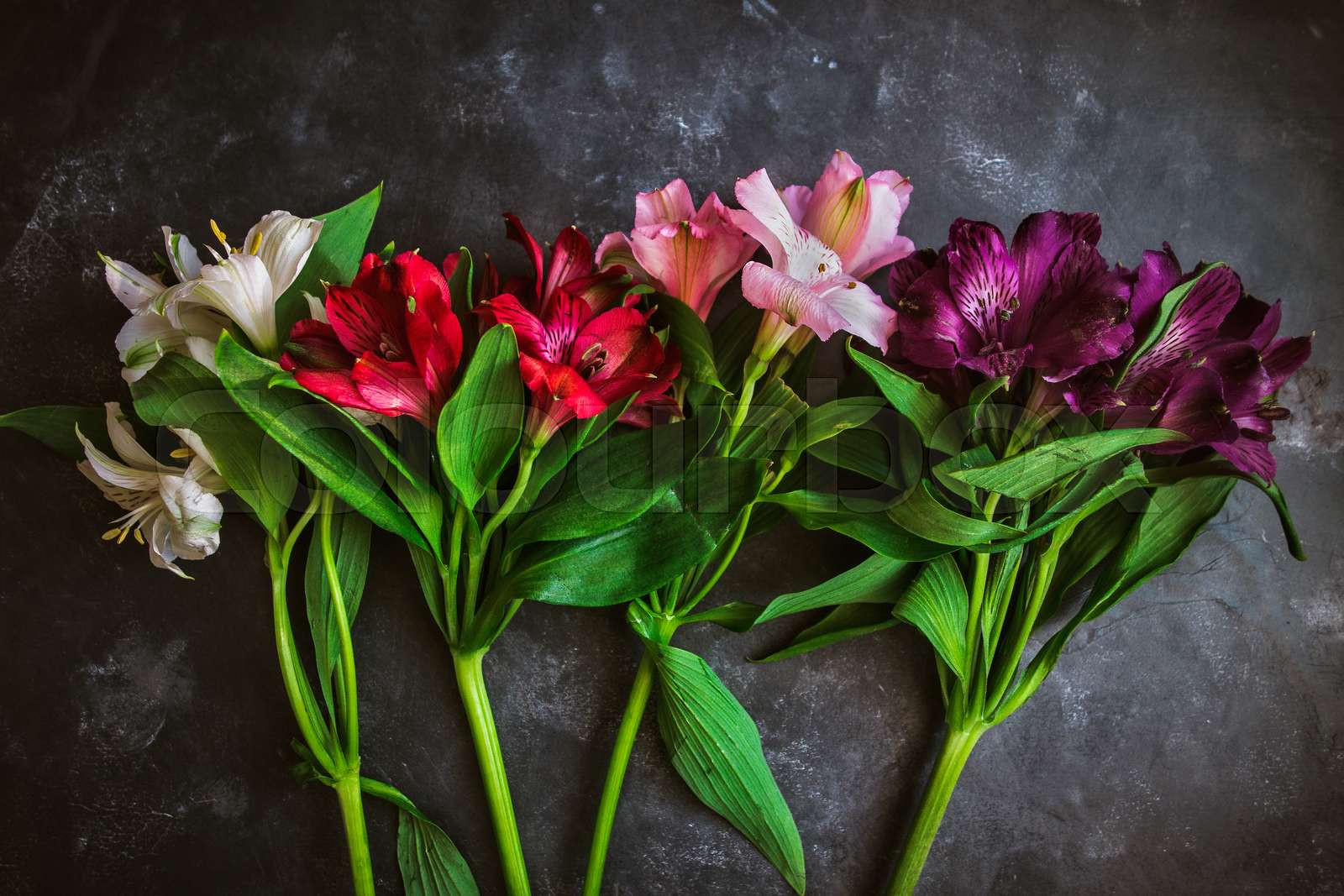 Assorted Colors of Alstroemeria | Stock image | Colourbox
