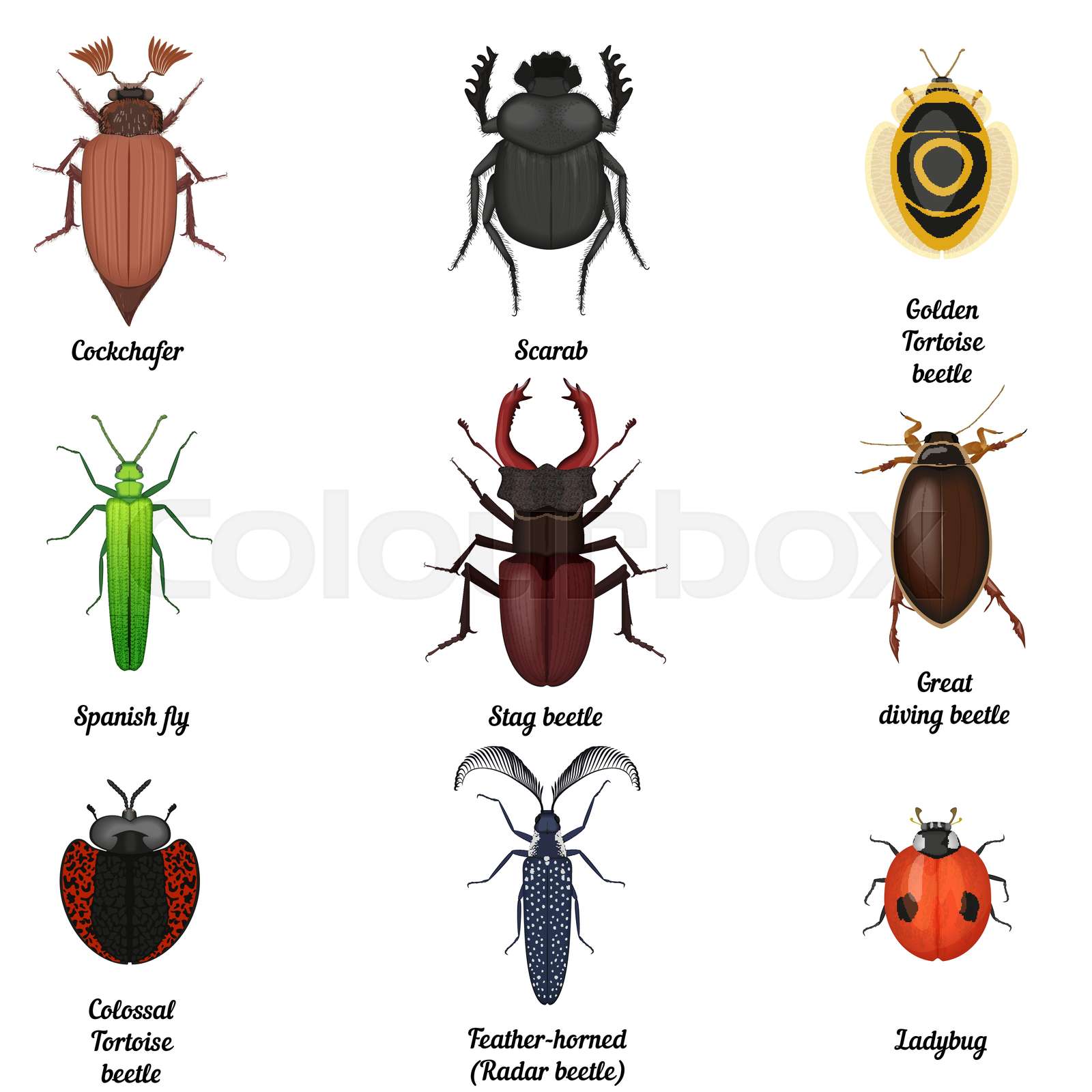 Insect icons set. Beetle bug icon entomological collection. Top view of ...