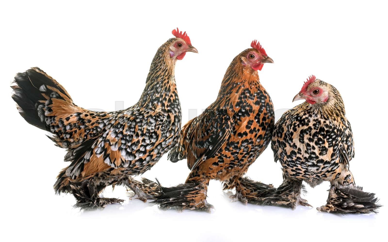 Booted Bantam in studio Stock image Colourbox