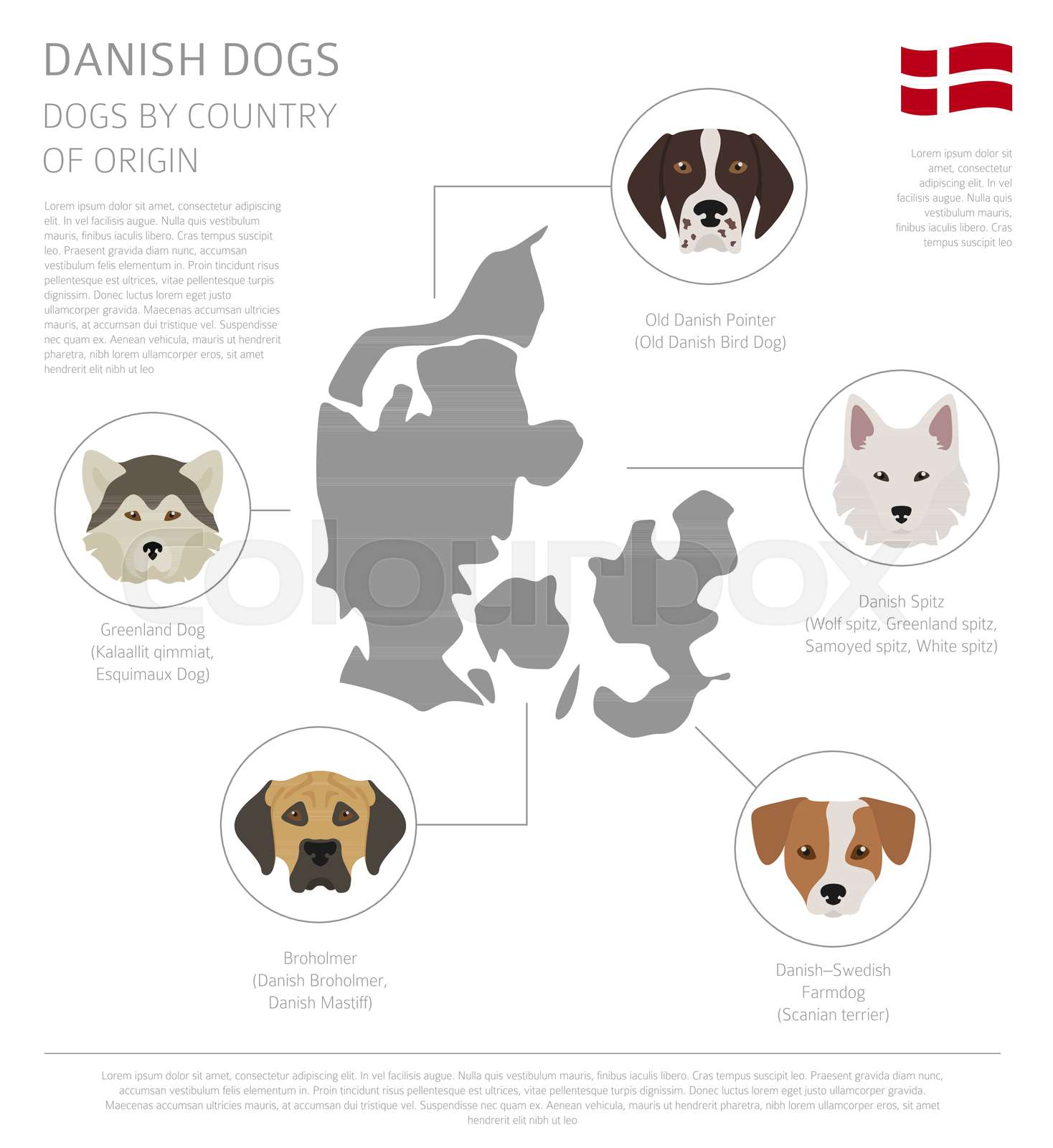 Dogs by country of origin. Danish dog breeds. Infographic template