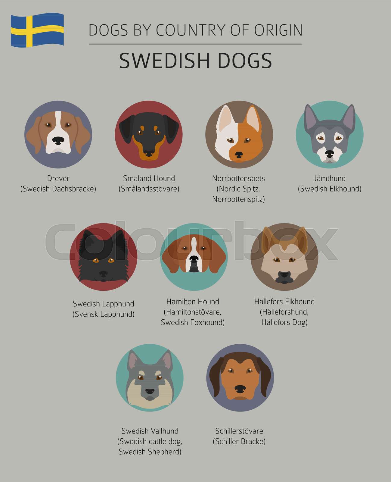 Dogs by country of origin. Swedish dog breeds. Infographic template