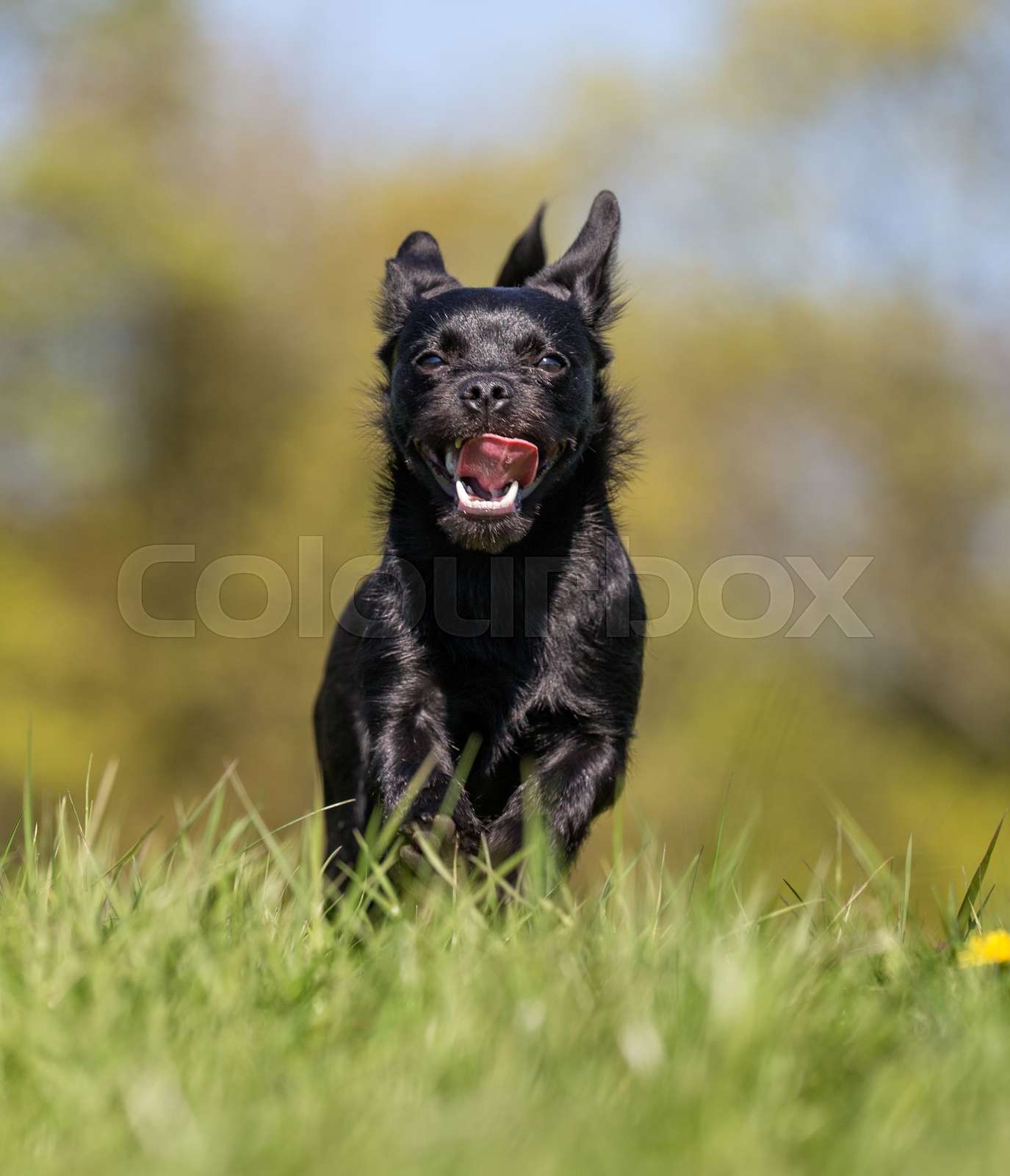 Black dog | Stock image | Colourbox