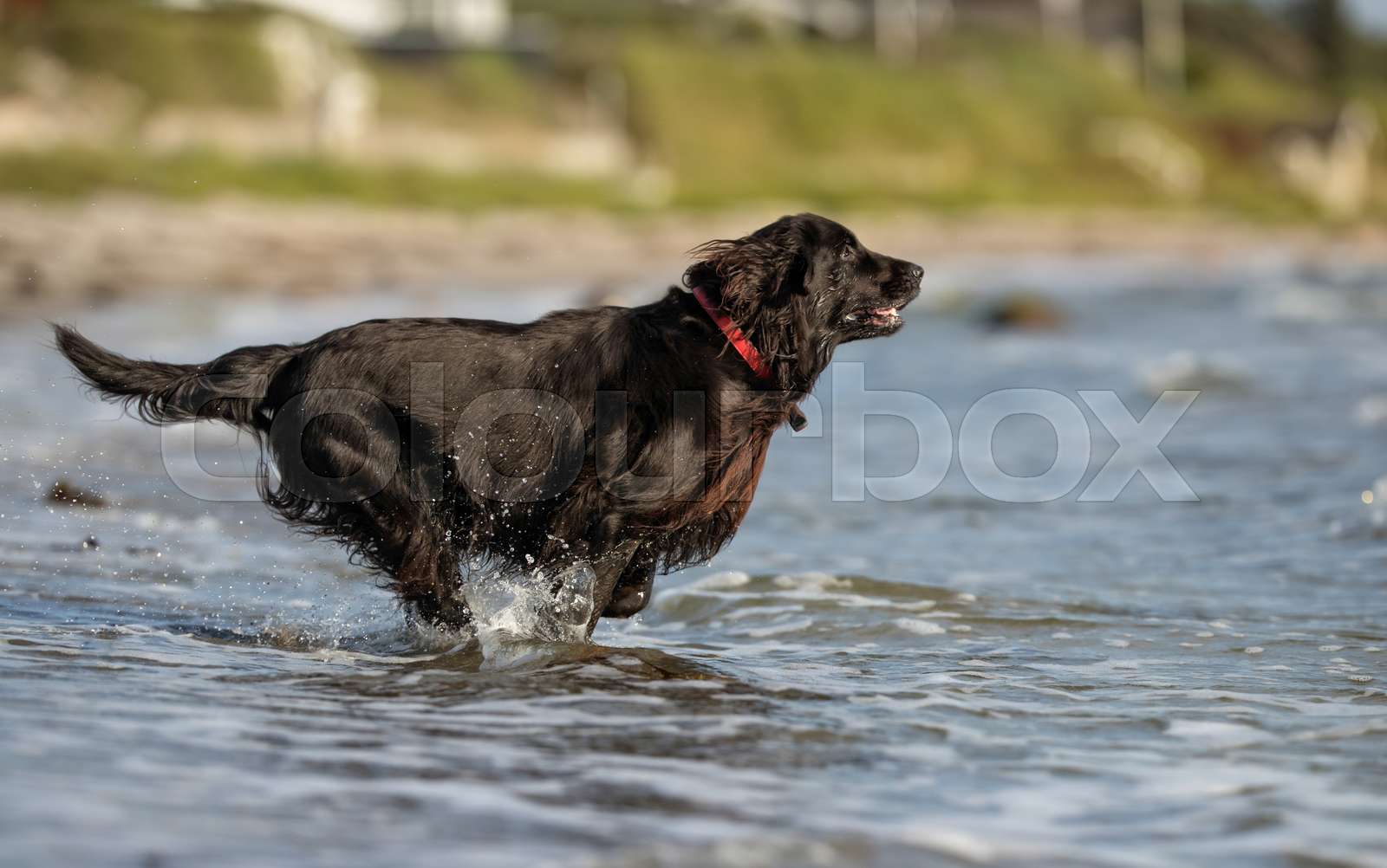Black dog | Stock image | Colourbox