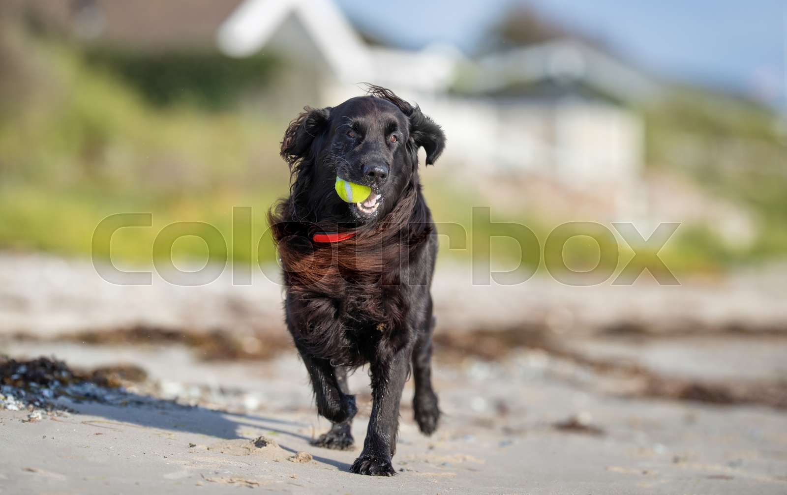 Black dog | Stock image | Colourbox