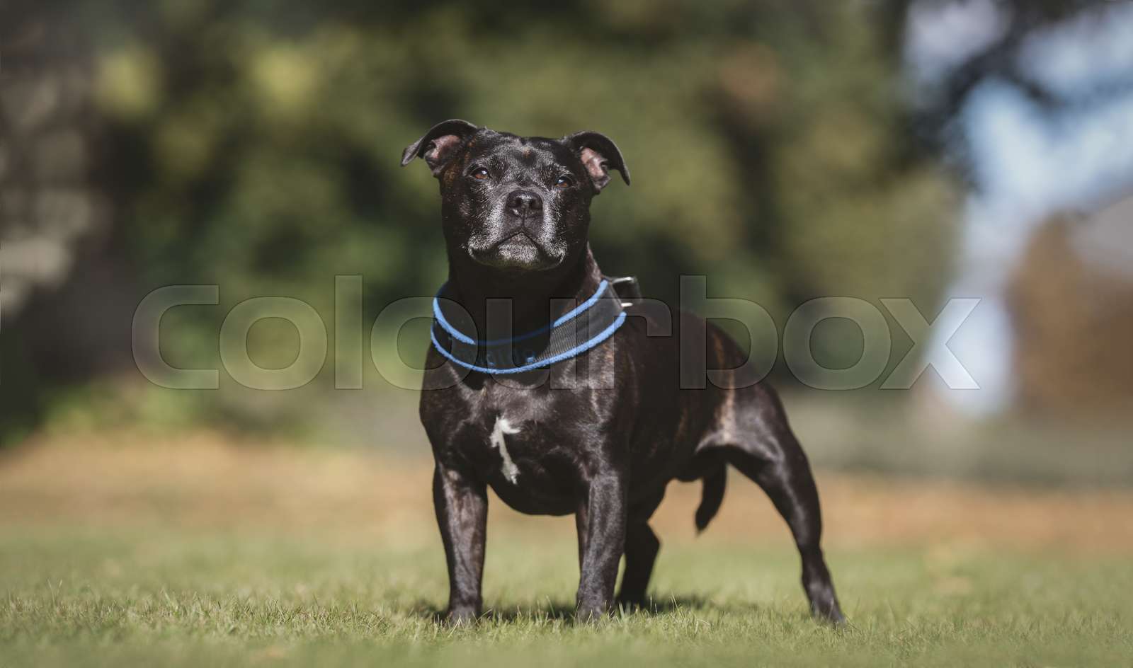 Black dog | Stock image | Colourbox