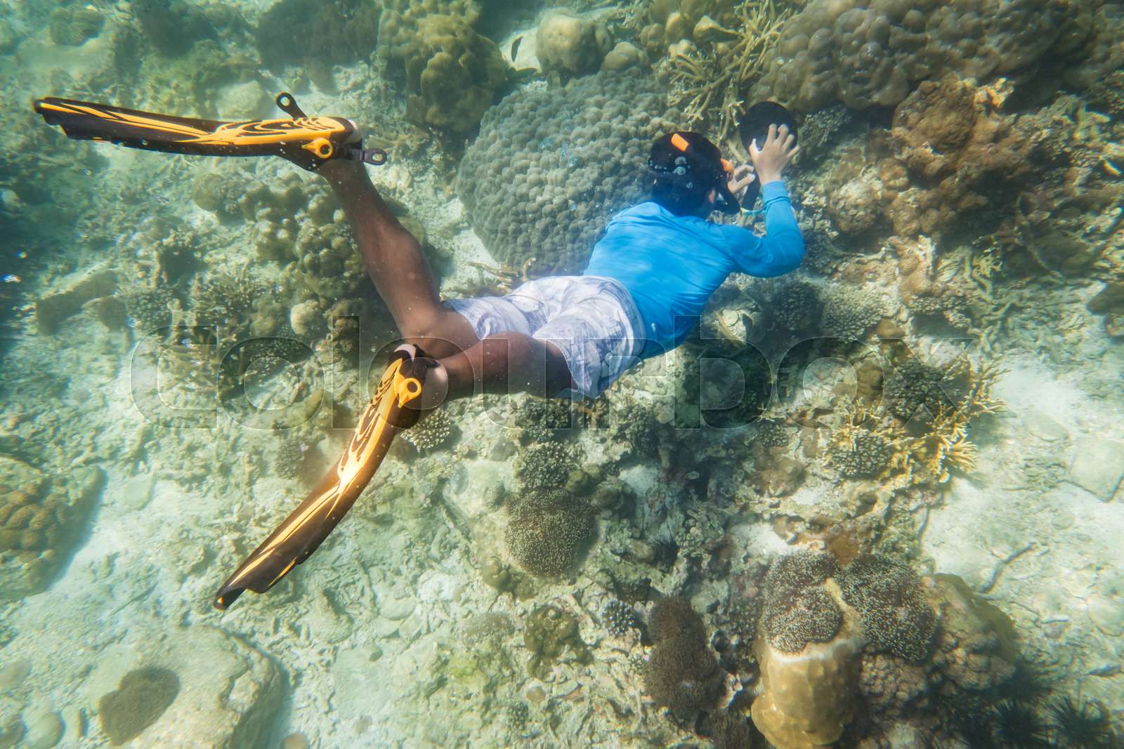snorkeling diver Stock image Colourbox