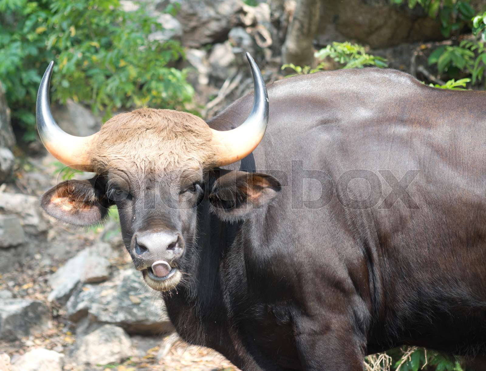Thai buffalo | Stock image | Colourbox