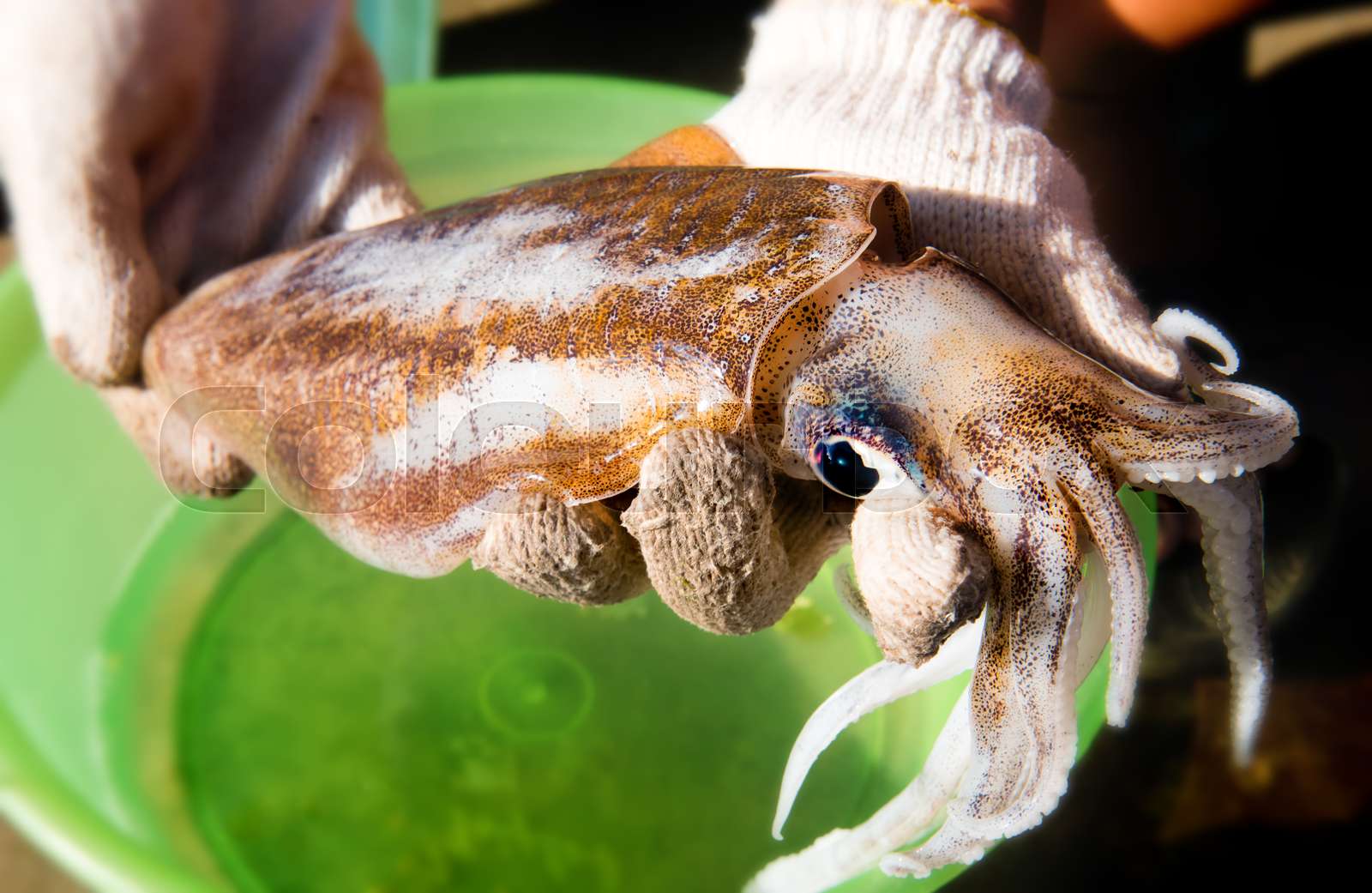 Living bigfin squid from fishery market. | Stock image | Colourbox