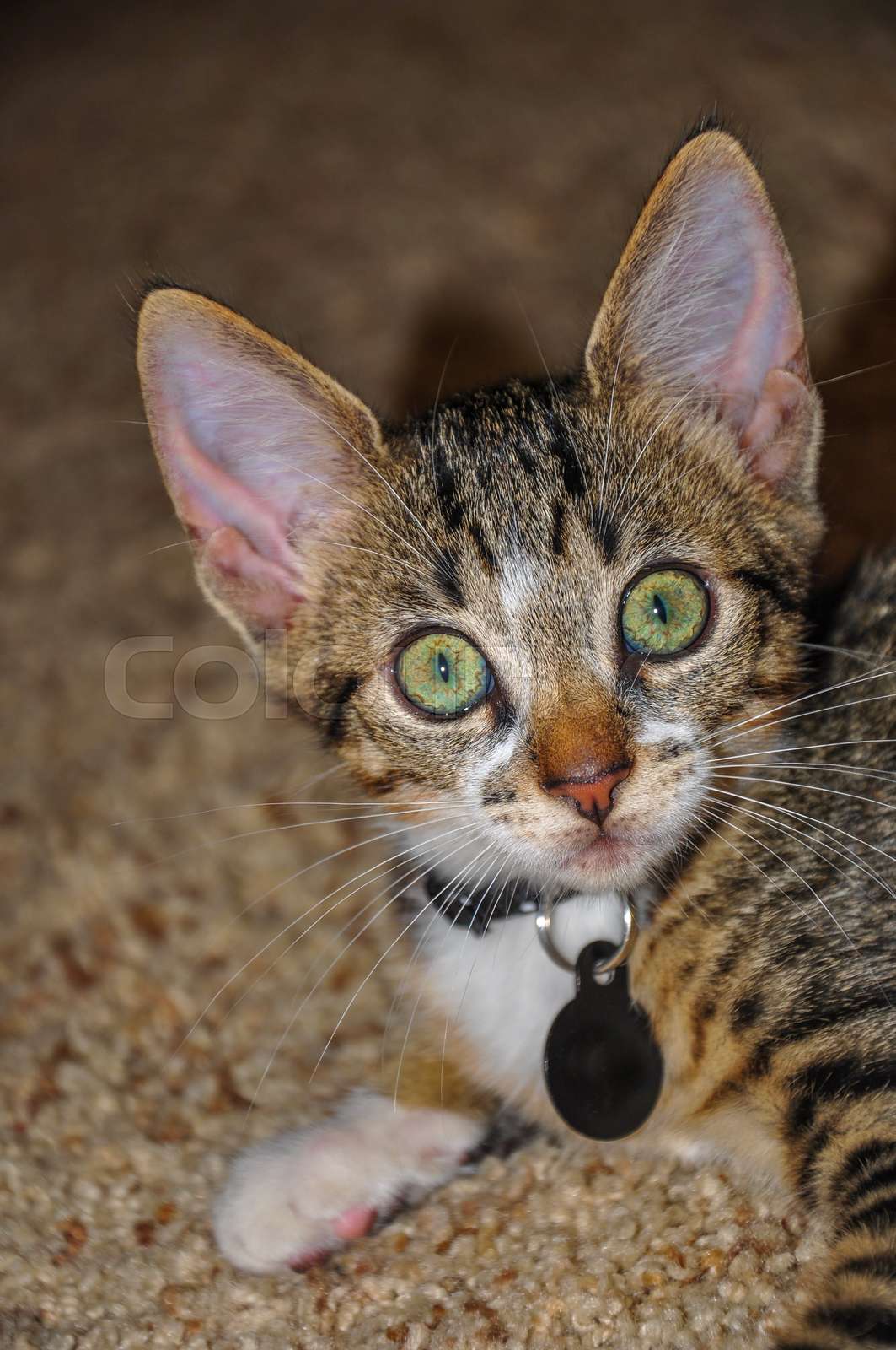 Portrait of tabby kitten with green eyes, big ears and name tag Stock
