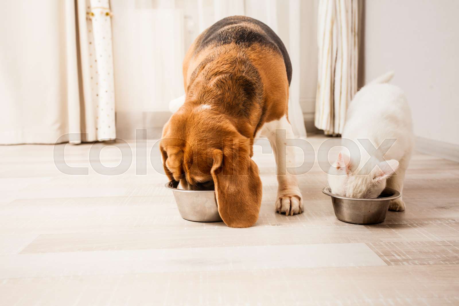 Very Hungry Pets Stock Image Colourbox