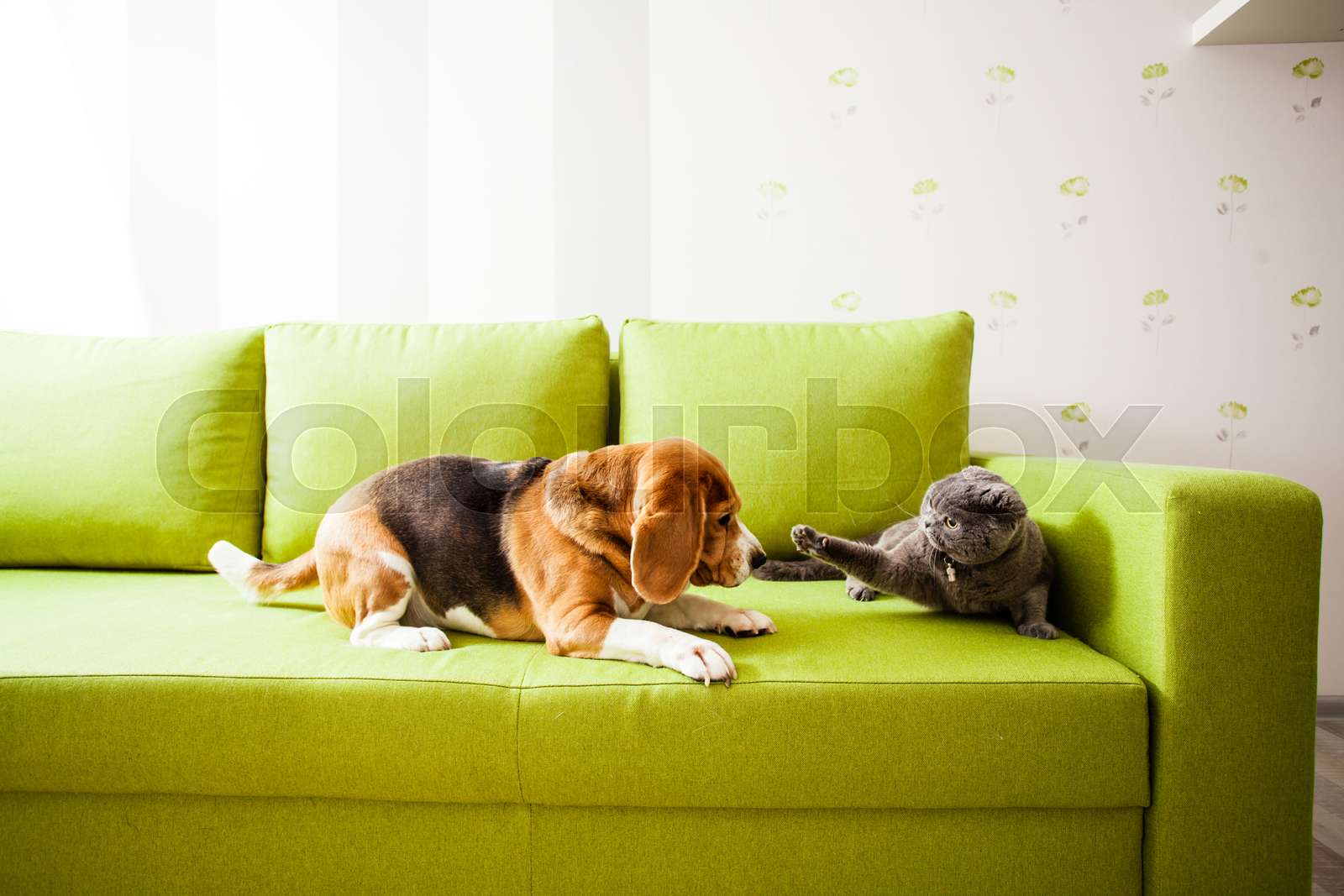 the dog and the cat are playing | Stock image | Colourbox