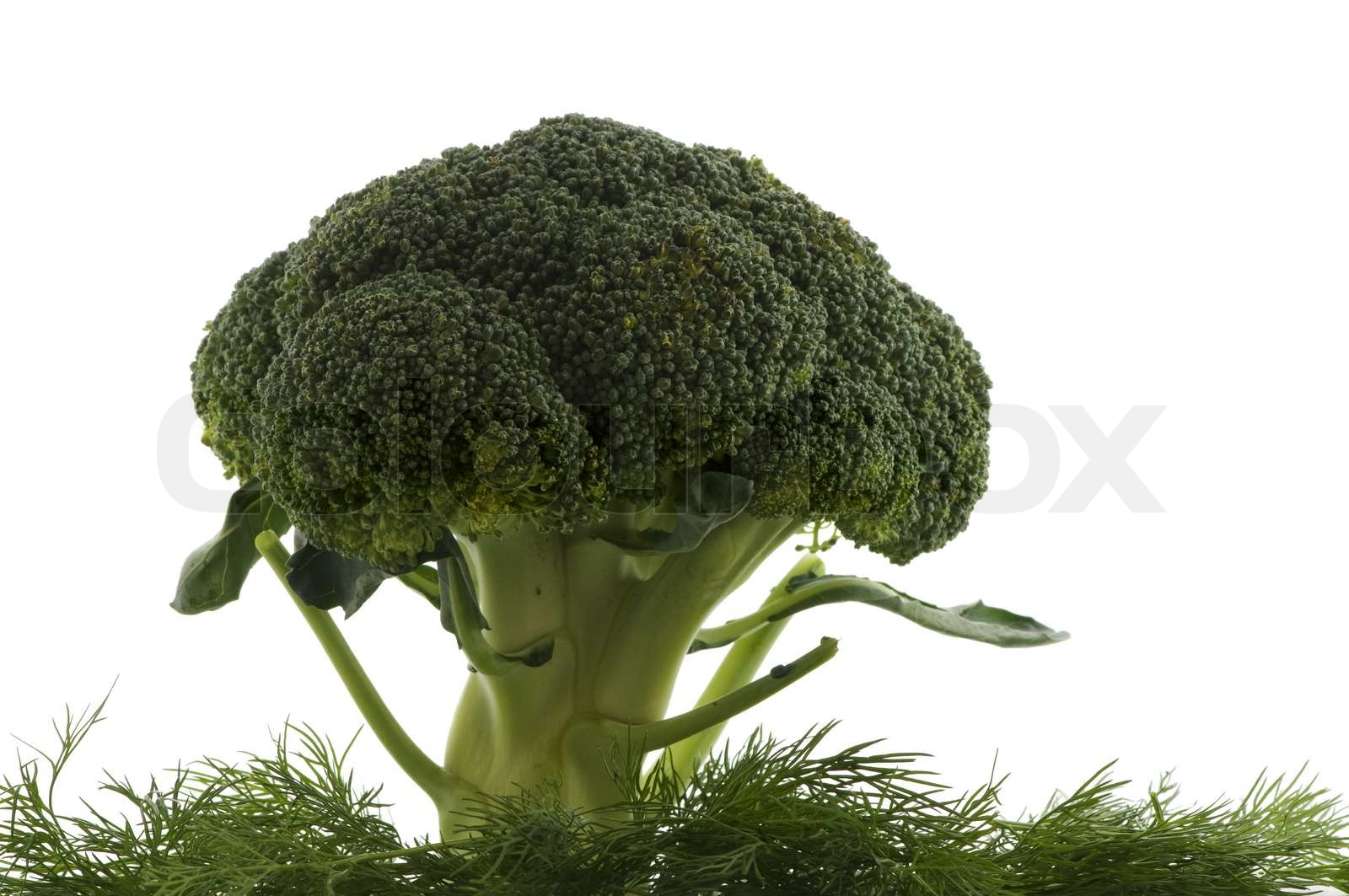 grünen Brokkoli Baum mit Dill Gras isoliert auf weiß | Stock Bild ...