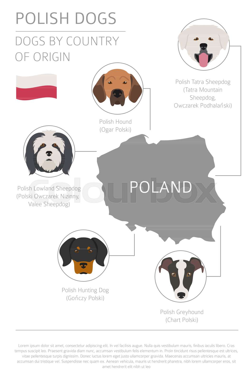 Dogs by country of origin. Polish dog breeds. Infographic template
