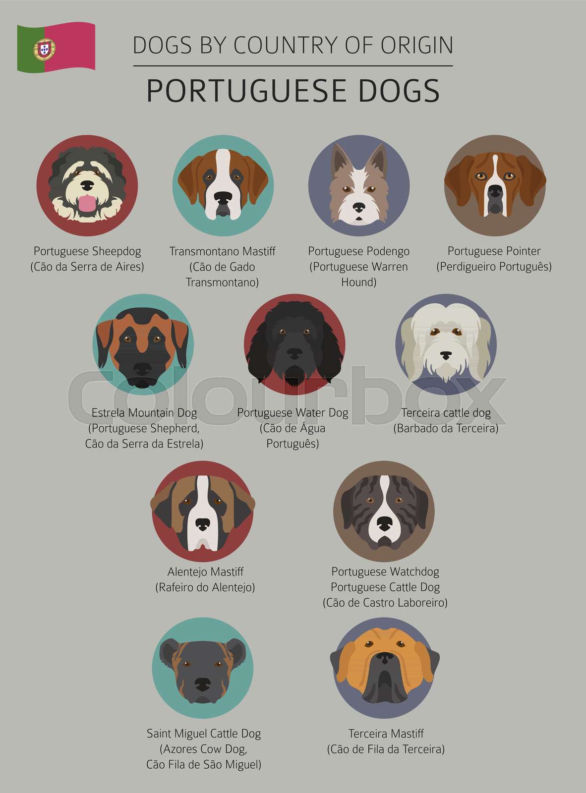 Dogs By Country Of Origin Portuguese Dog Breeds Infographic Template dogs-by-country-of-origin-portuguese-dog-breeds-infographic-template