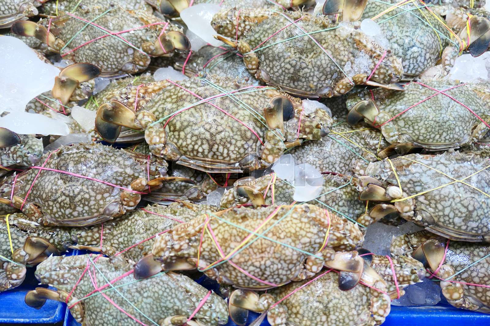 Fresh raw crabs Stock image Colourbox