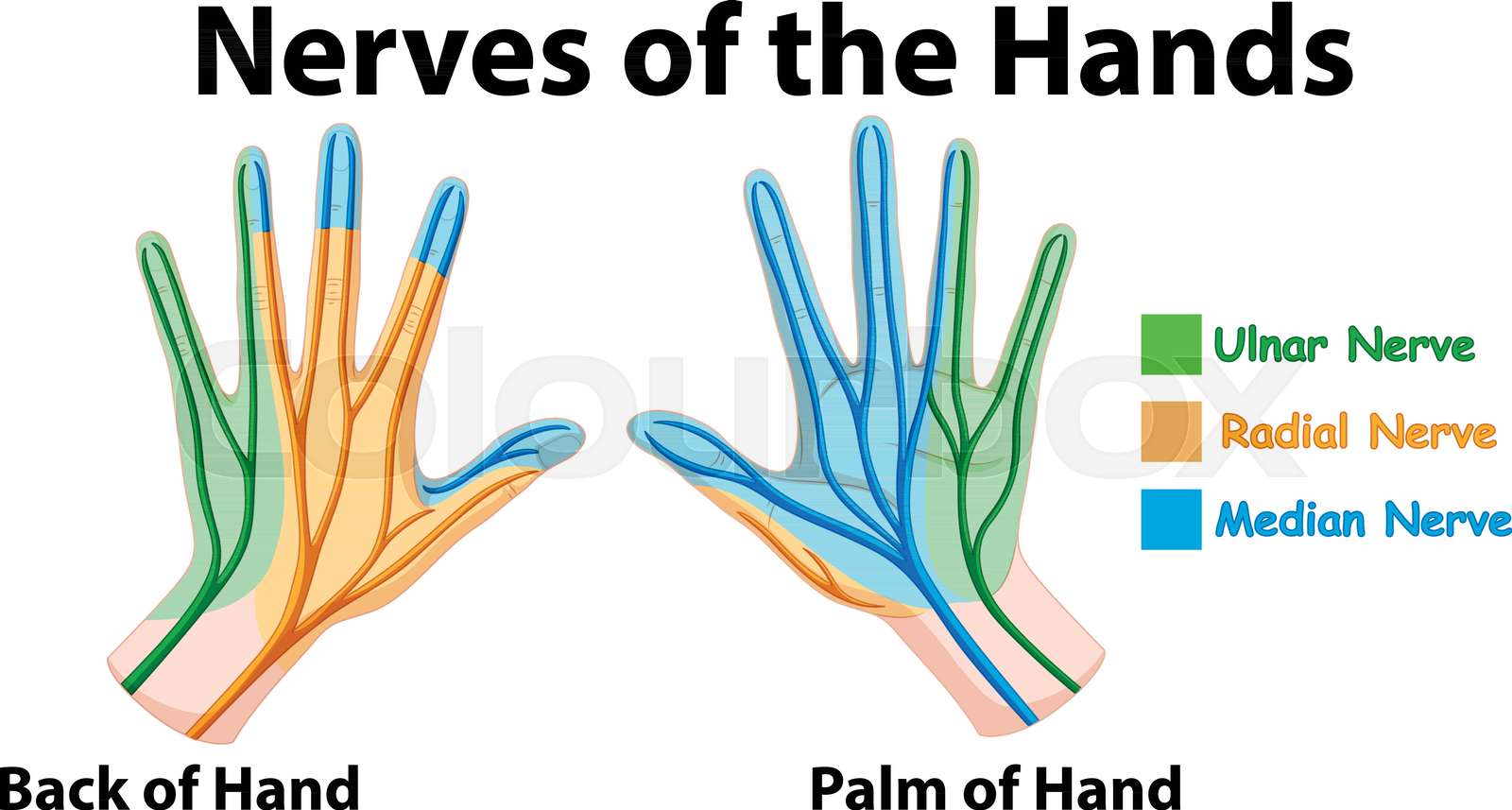Diagram showing nerves of hands | Stock vector | Colourbox
