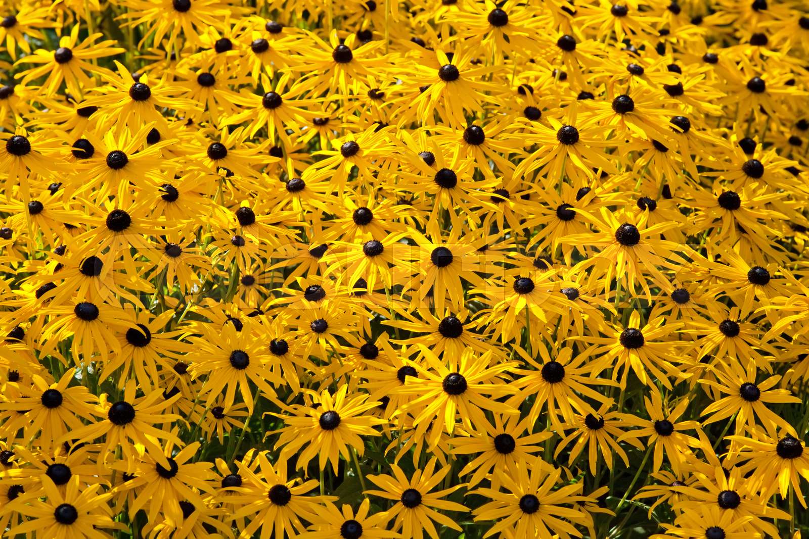 rudbeckia Stock image Colourbox