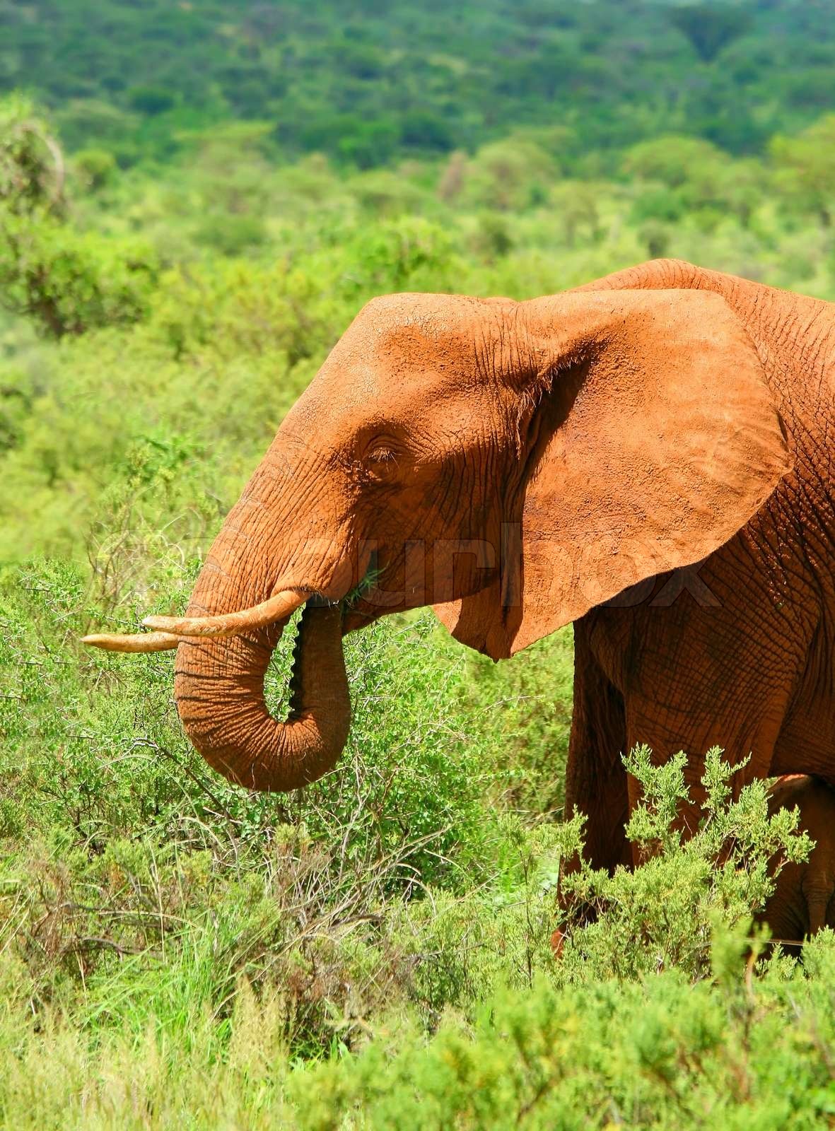 Wild African Elephant | Stock Bild | Colourbox