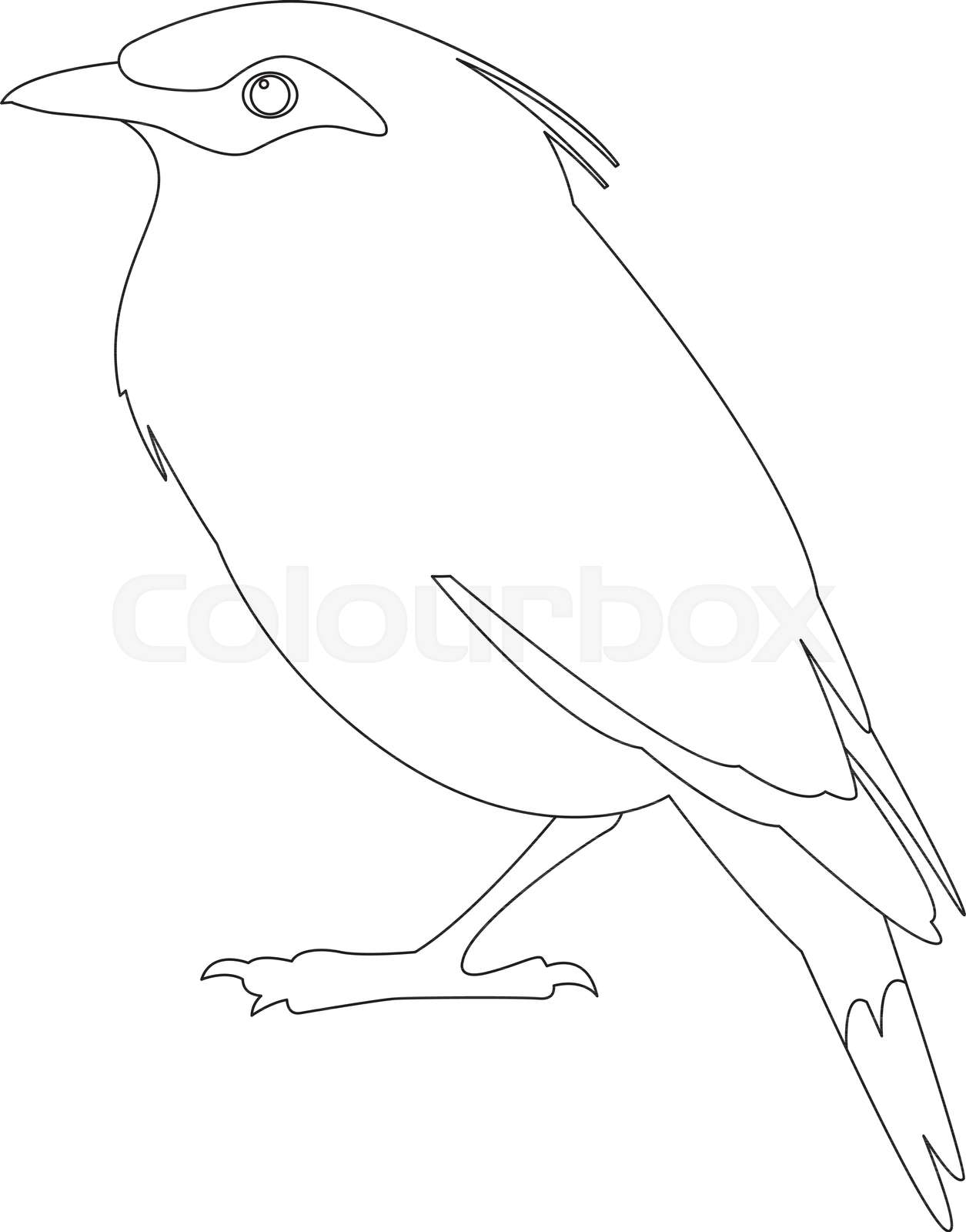 Is Your Backyard Bird A Greater Indian Hill Mynah? Find Out Now! - r88lo99