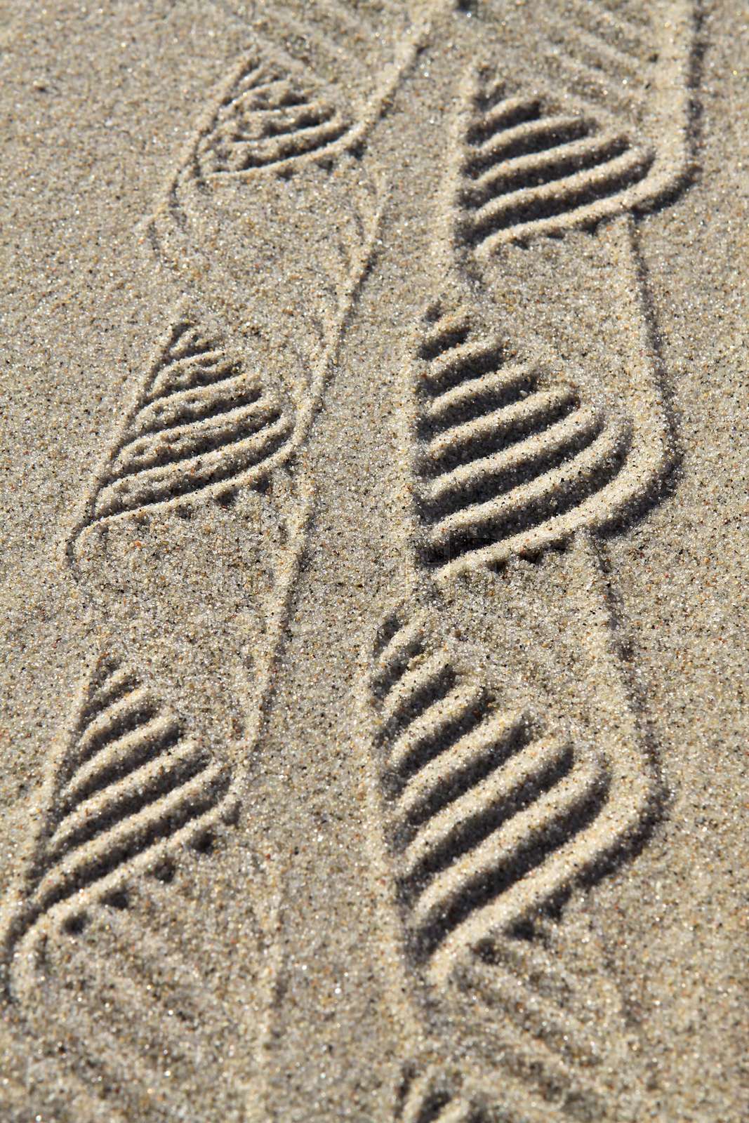 Linien im Sand | Stock Bild | Colourbox