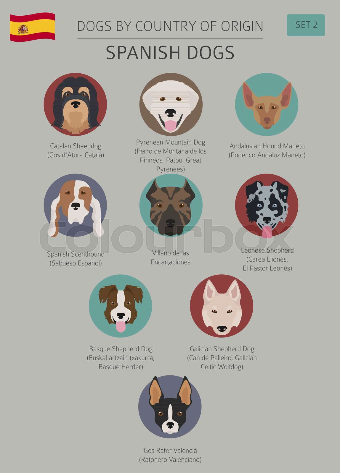 Dogs by country of origin. Spanish dog breeds. Infographic template