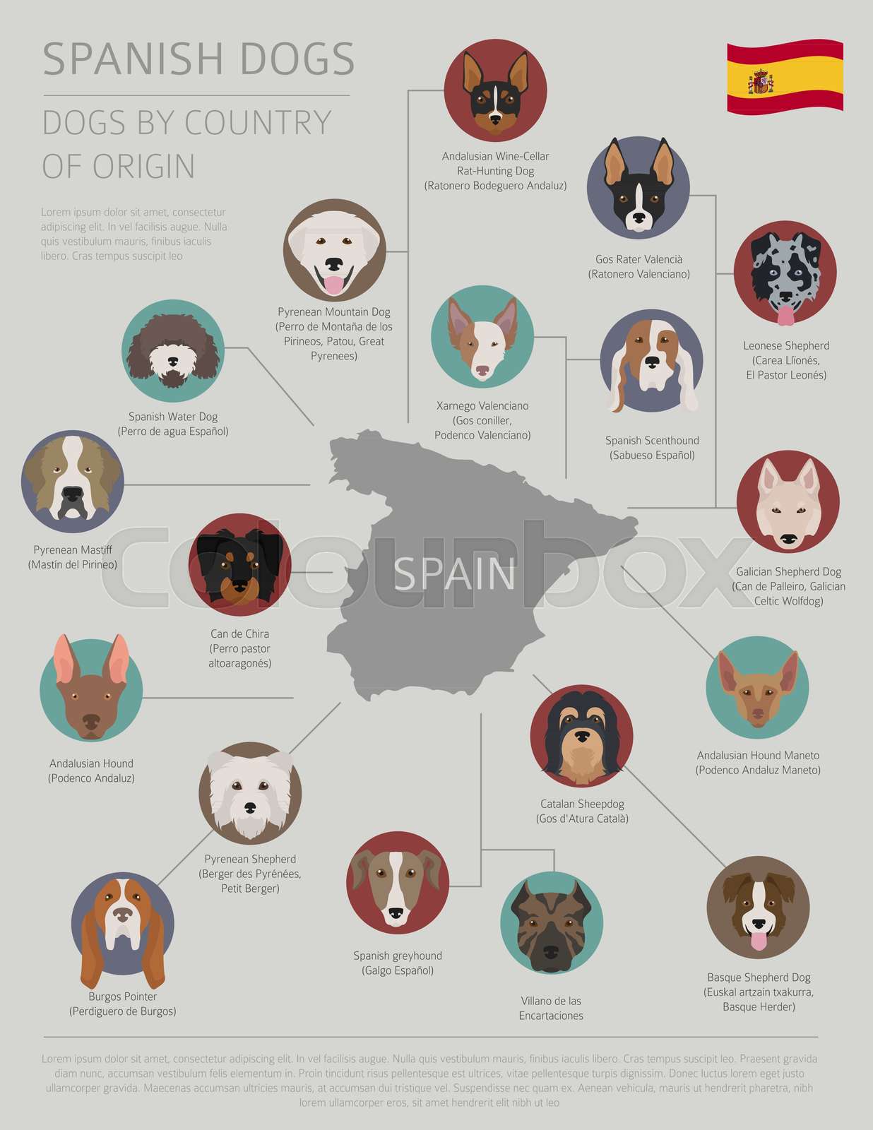 Dogs by country of origin. Spanish dog breeds. Infographic template ...