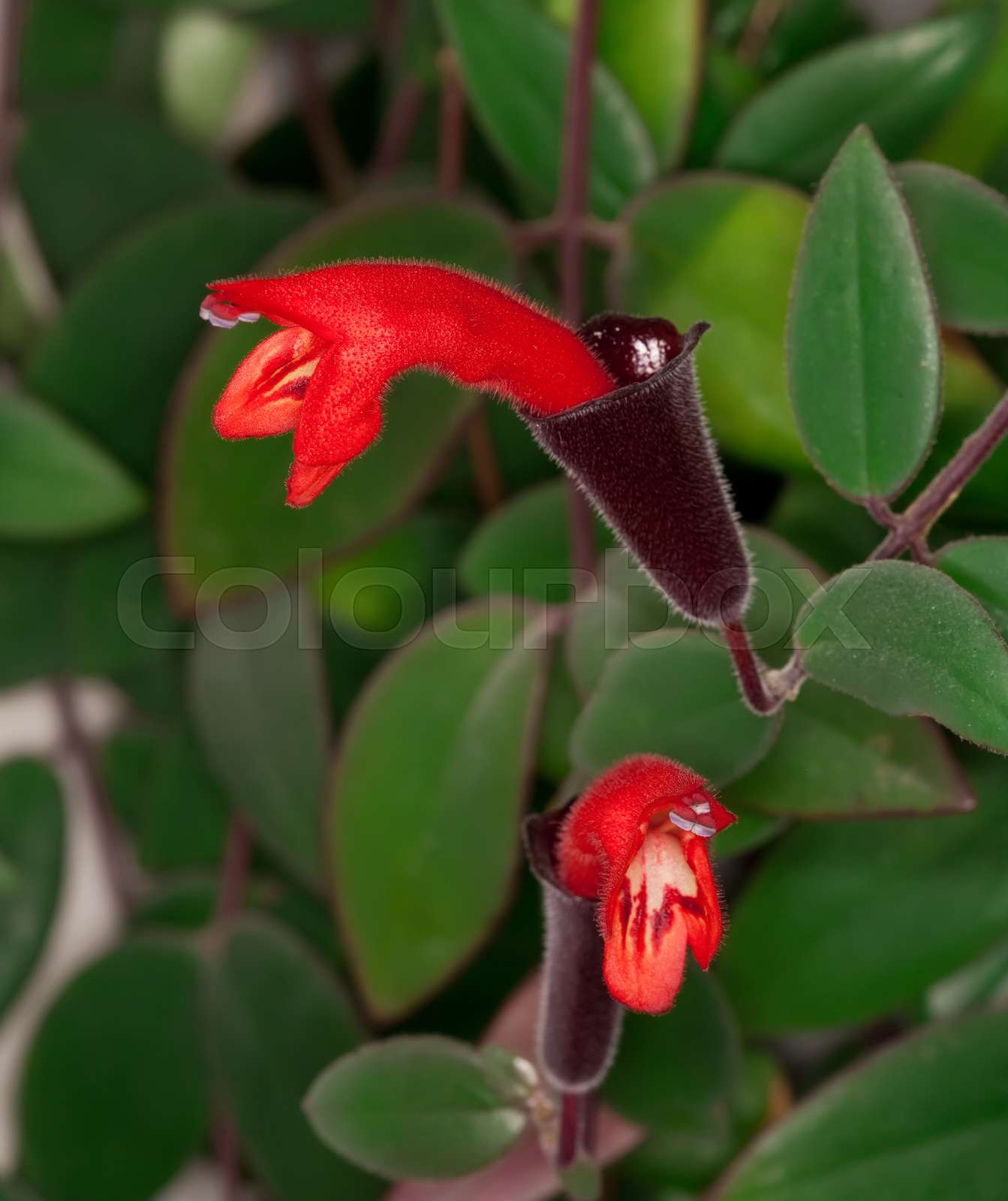 lipstick plant | Stock image | Colourbox