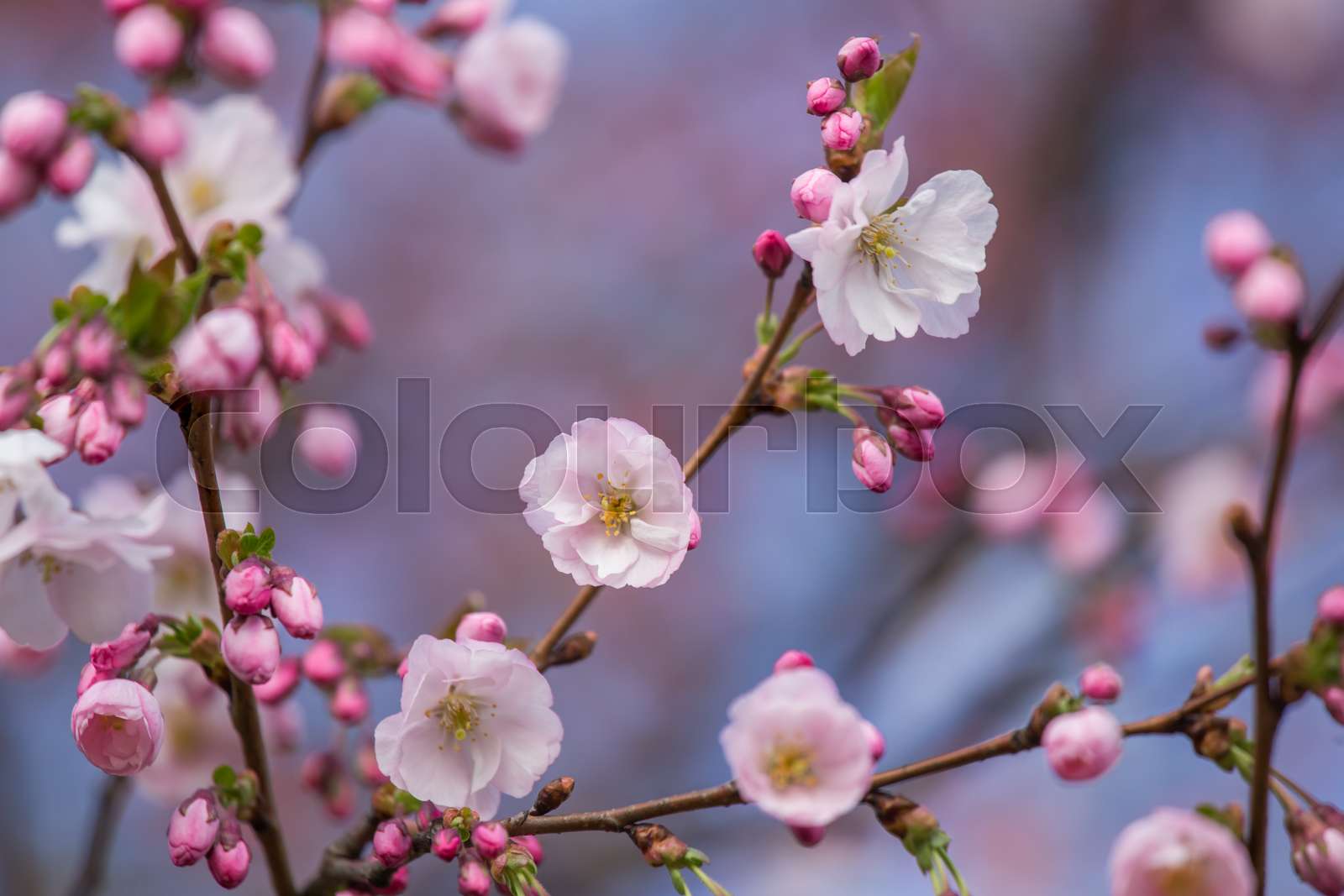 A beautiful sakura cherry blossoms in a sunny spring day. Cherry