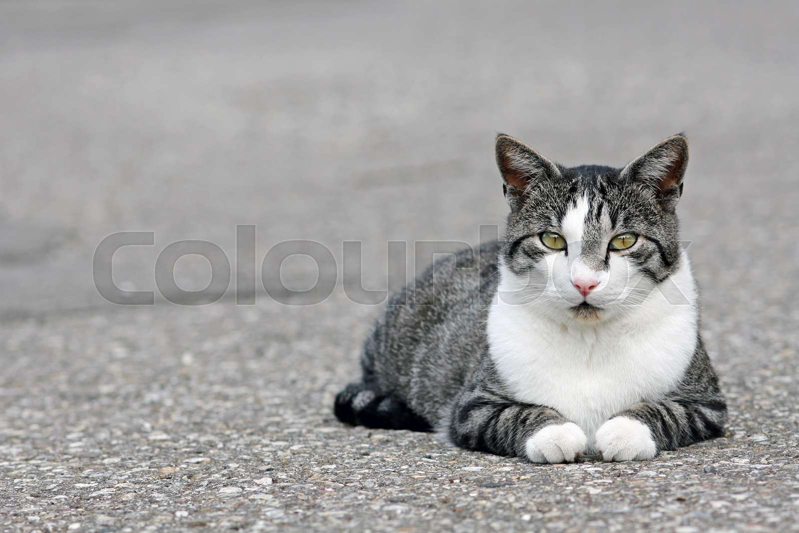 Tracks Publishing Geburtstagskarte – Getigerte Katze Mit Sonnenblumen, 16x16 Cm, Blanko Innen, Recycelbar