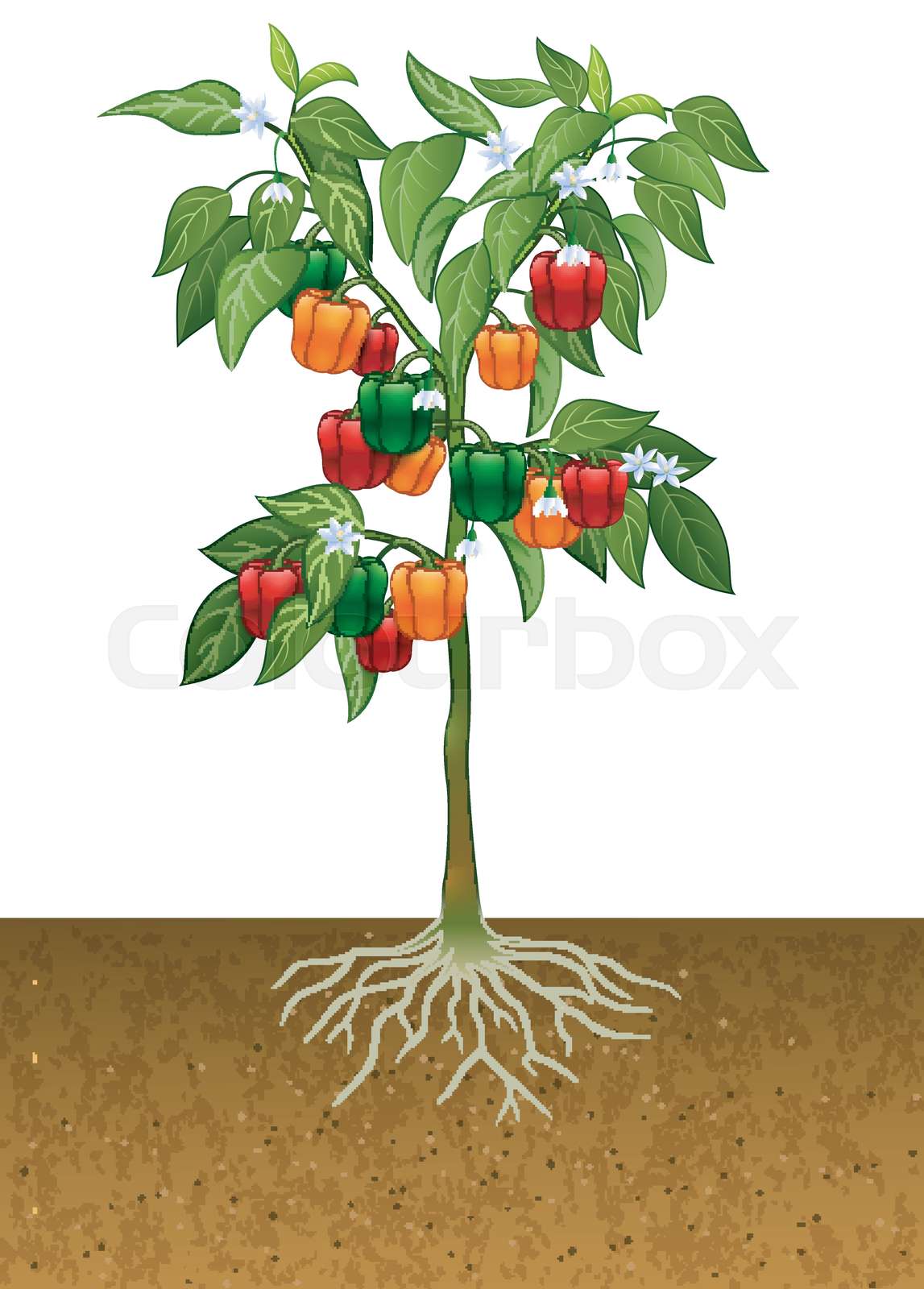 Bell pepper plant with root under the ground Stock vector Colourbox