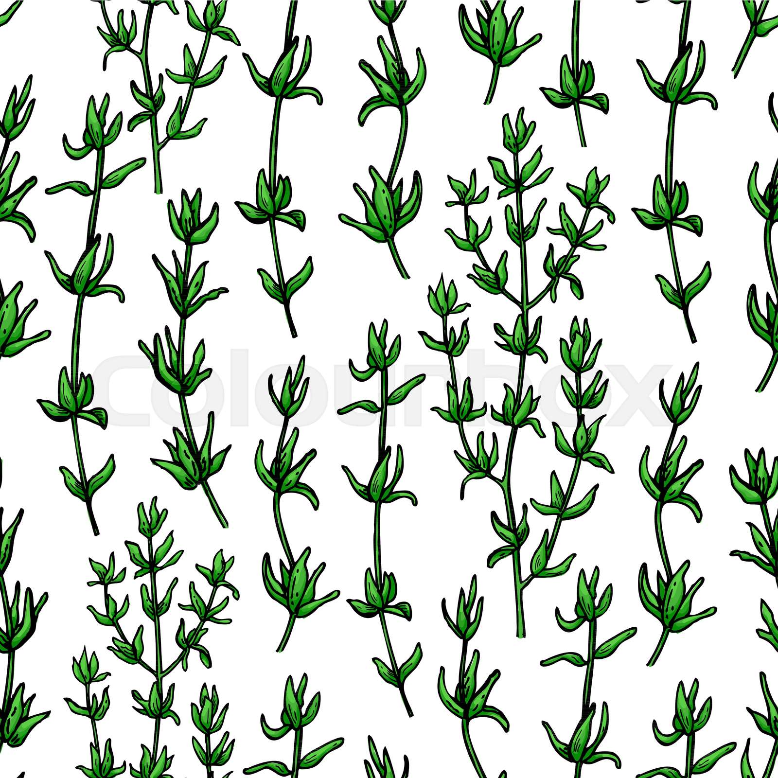 Thyme vector drawing seamless pattern. Isolated plant and leave Stock