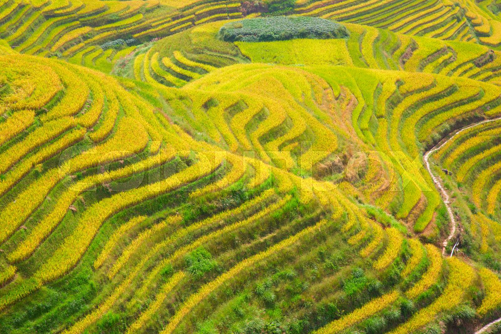 Longji Rice Terraces Stock image Colourbox