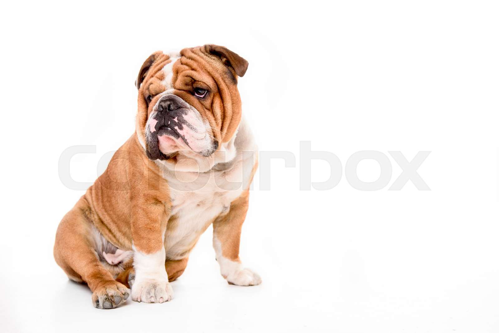 english, fashion, canine | Stock image | Colourbox