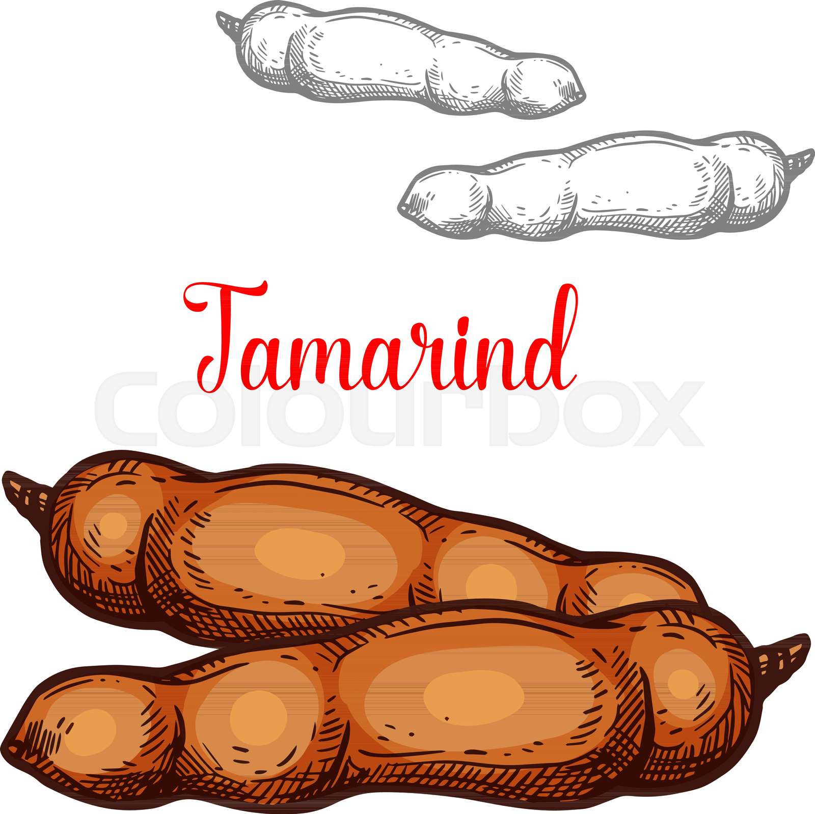 Tamarind Hand Draw Sketch for Coloring Graphic by Freelancer_Mohusin ·  Creative Fabrica