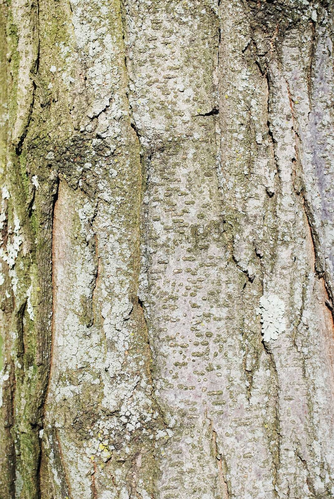 Rinde Stock Bild Colourbox