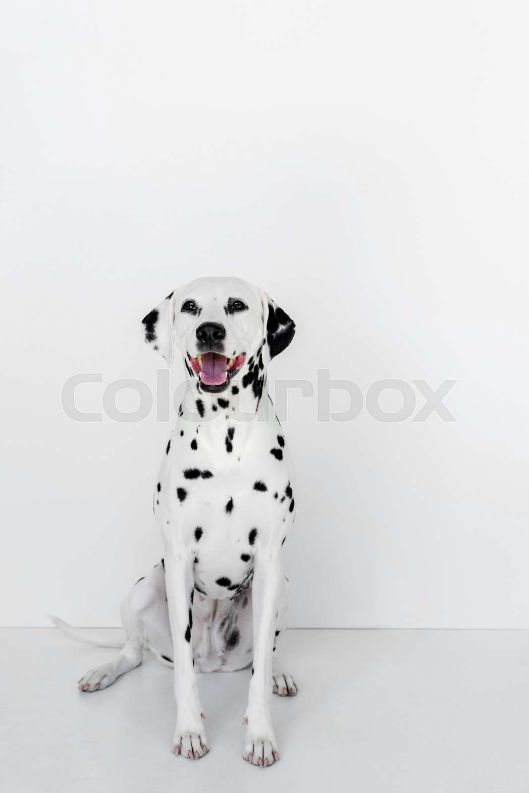 One Cute Dalmatian Dog Sitting Near White Wall Stock Image Colourbox
