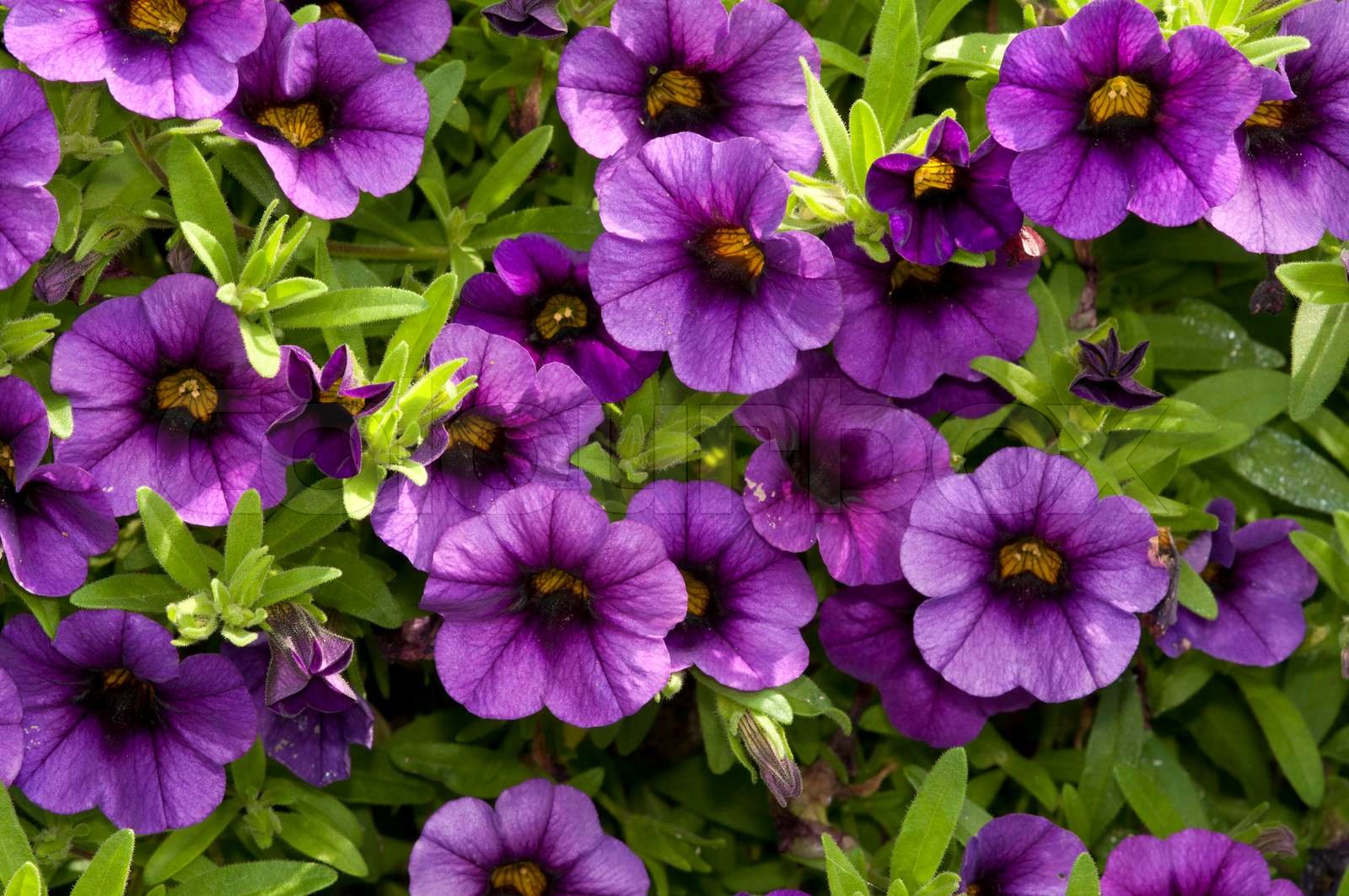 violette Petunien | Stock Bild | Colourbox