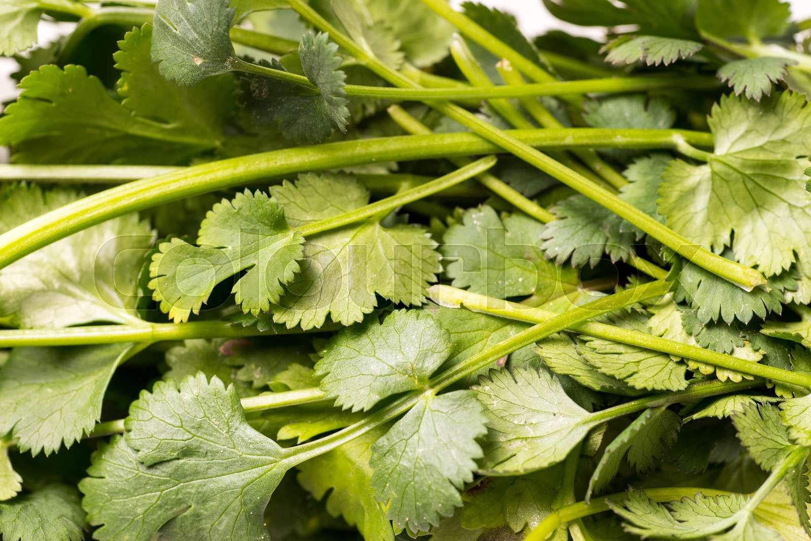 Organic green Parsley Stock image Colourbox
