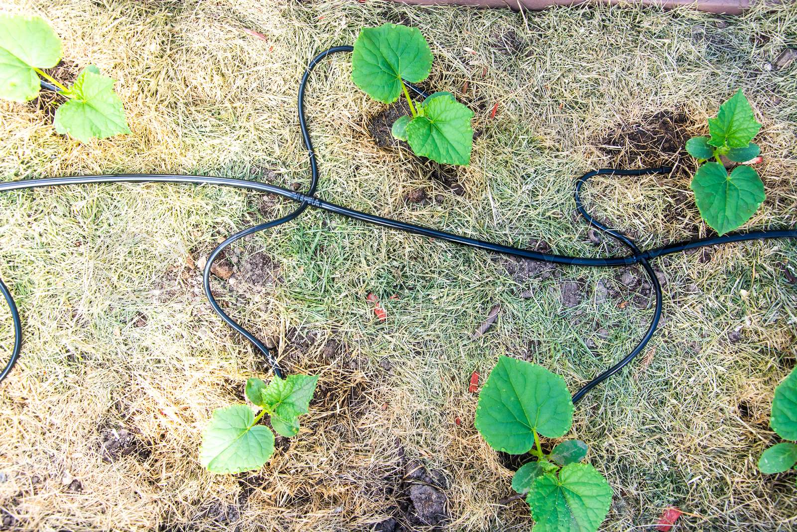 Automatic watering of cucumbers in greenhouse Stock image Colourbox