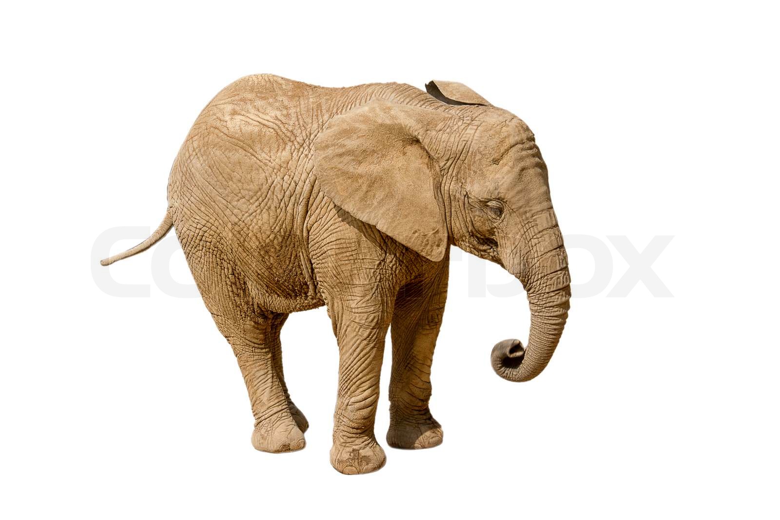 Elephant isolated on white background | Stock image | Colourbox
