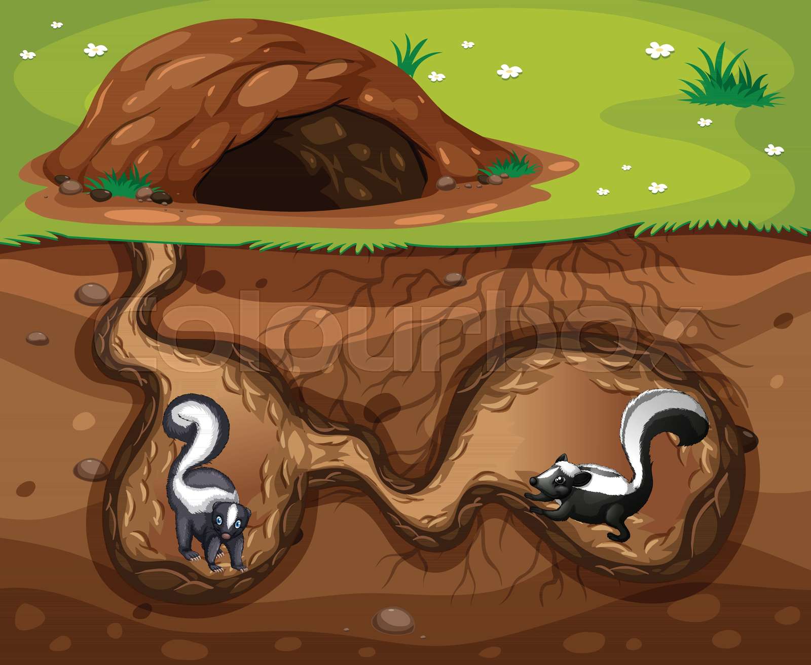 Skunk Living in the Hole | Stock vector | Colourbox