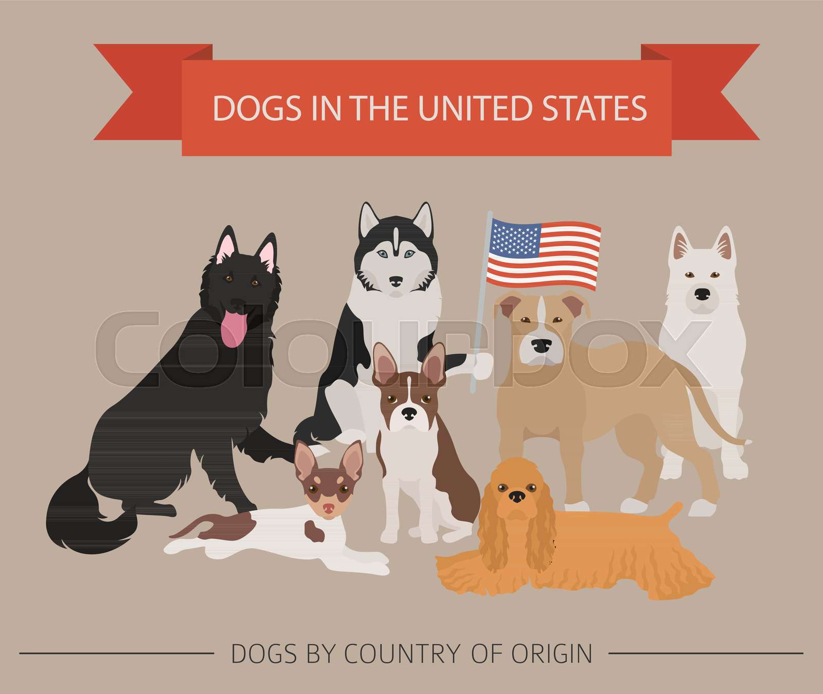 Dogs in the United States. American dog breeds. Infographic template ...