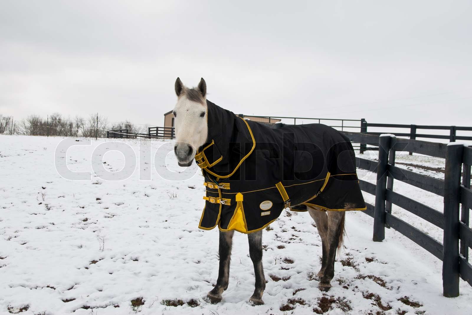 Horse in winter wearing coat | Stock image | Colourbox