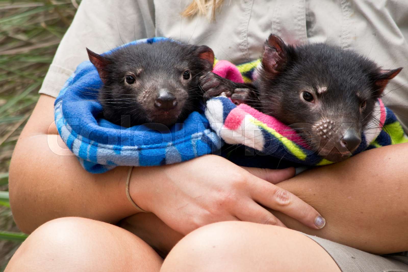 Two Tasmanian devil babies handled by a ranger in the zoo. | Stock
