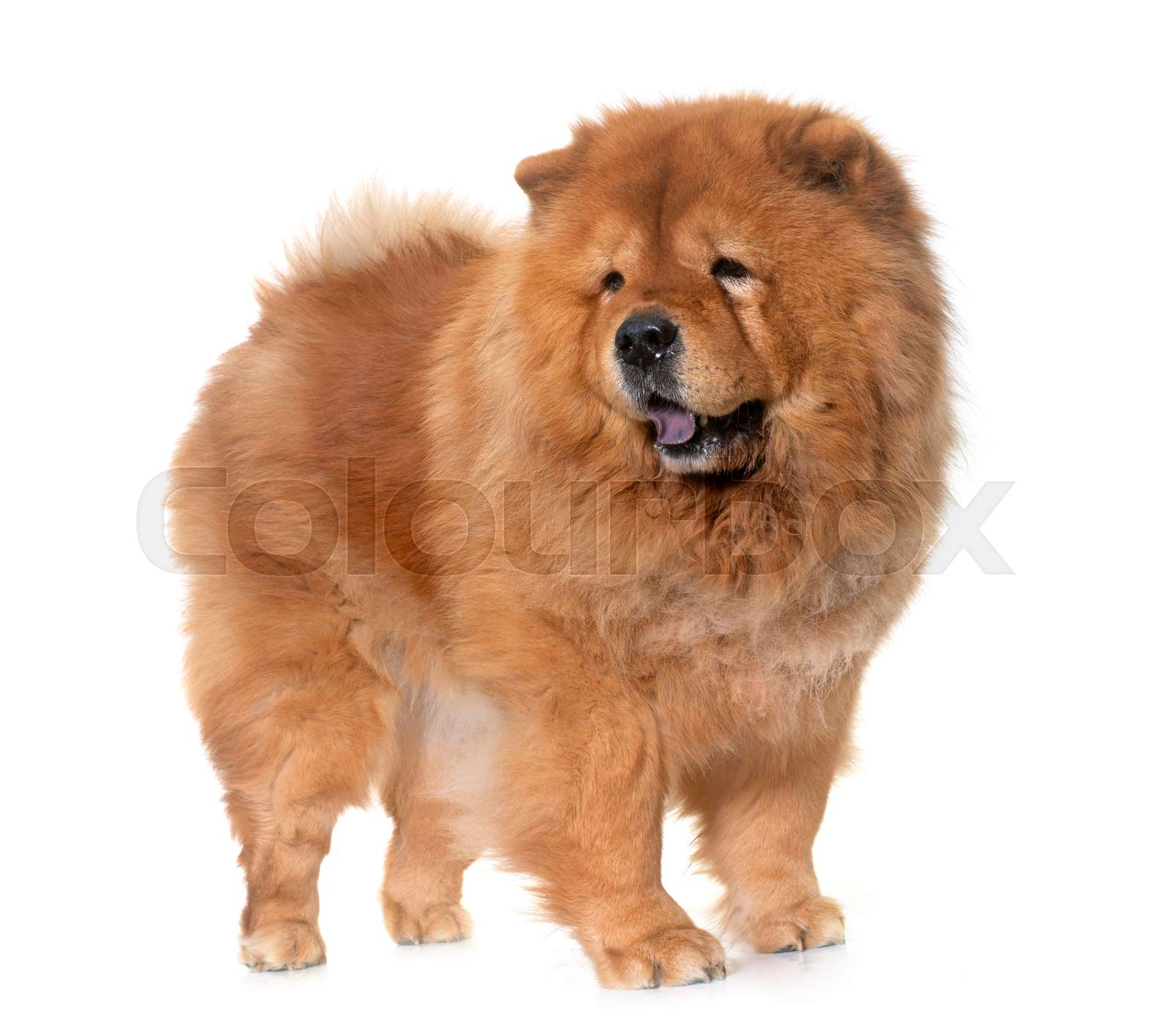 chow chow dog | Stock image | Colourbox