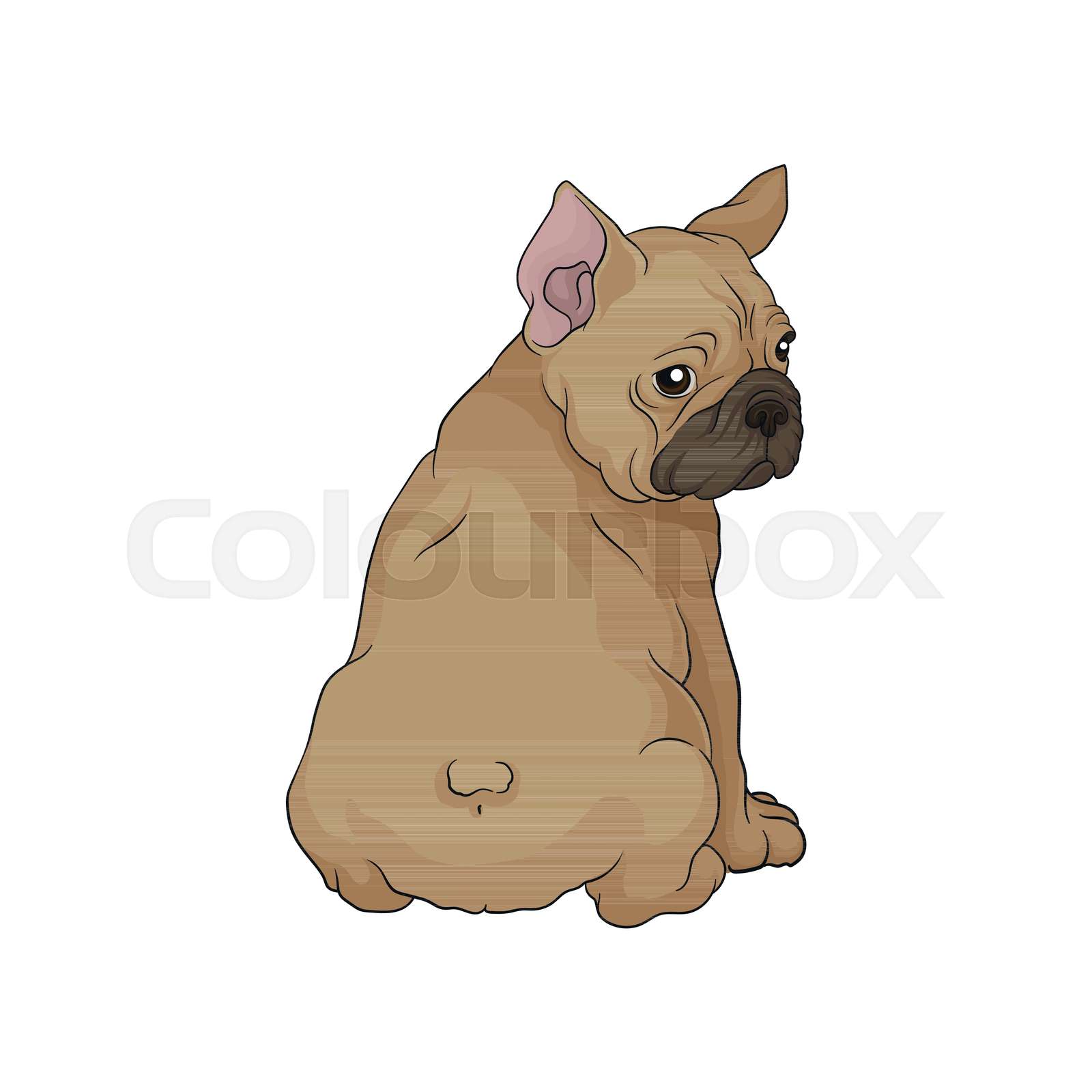 muzzle for a boston terrier